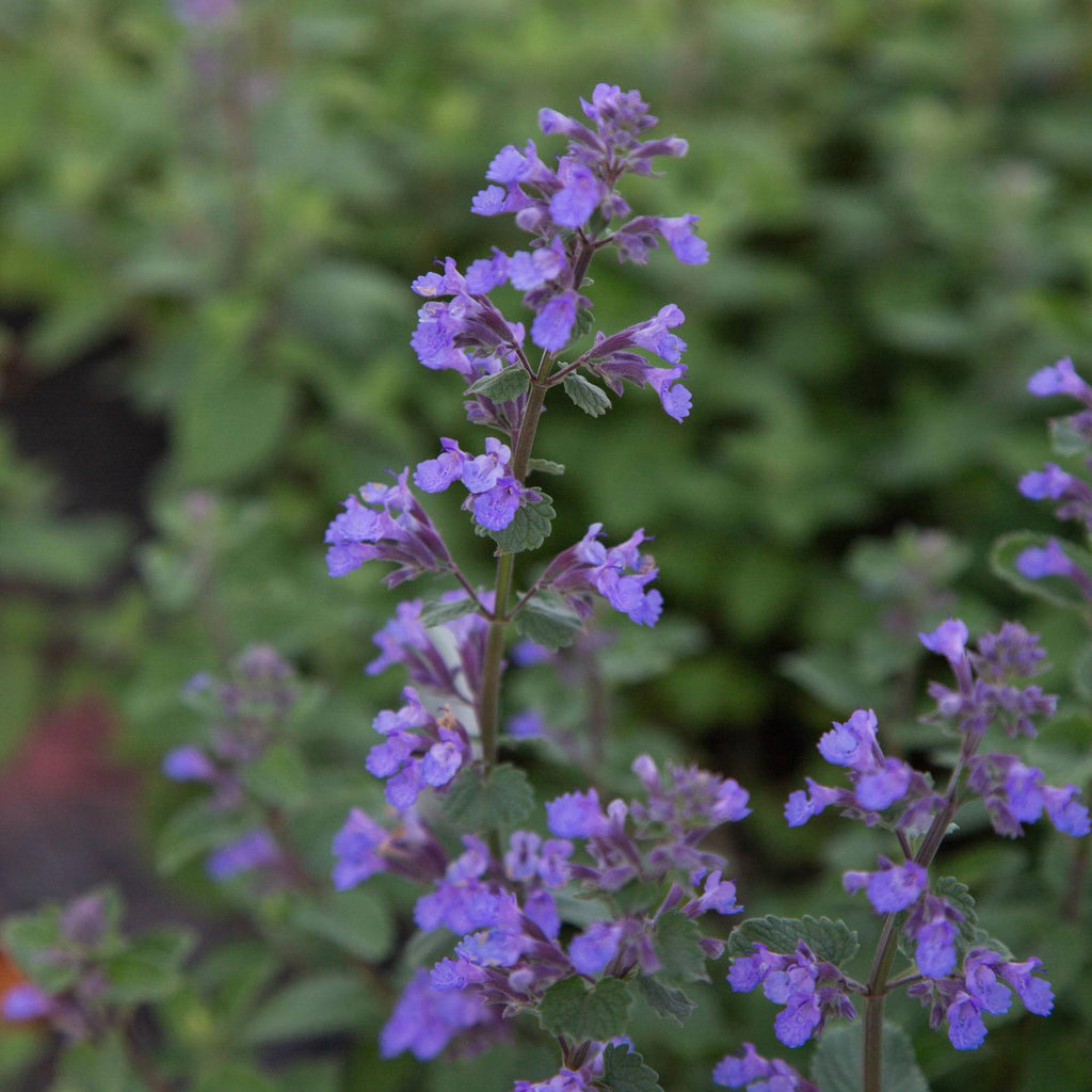 Blue Wonder Dwarf Catmint