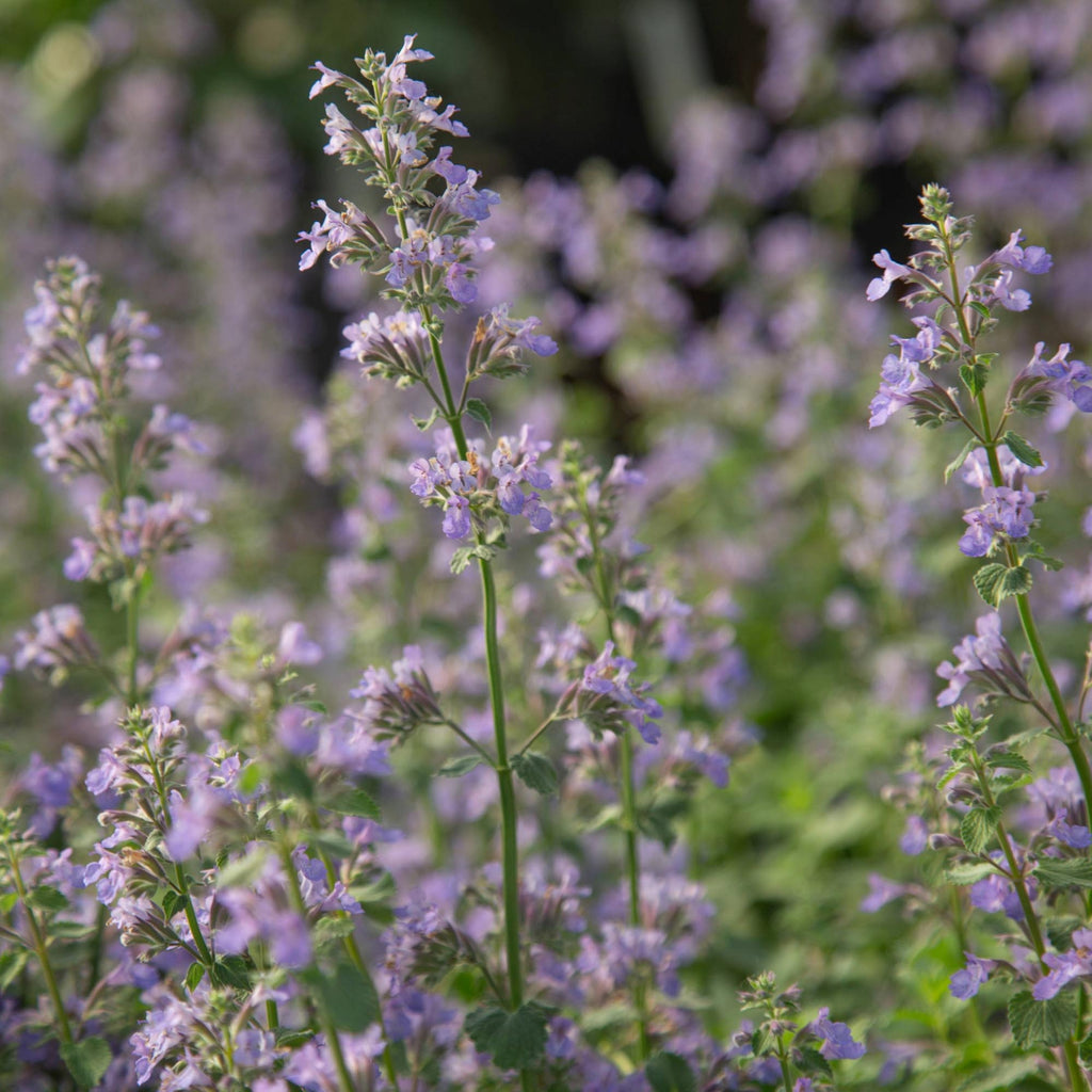 Blue Wonder Dwarf Catmint