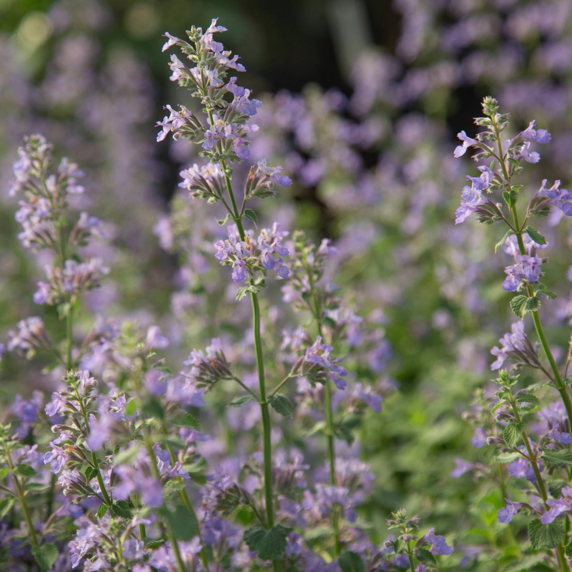 Blue Wonder Dwarf Catmint