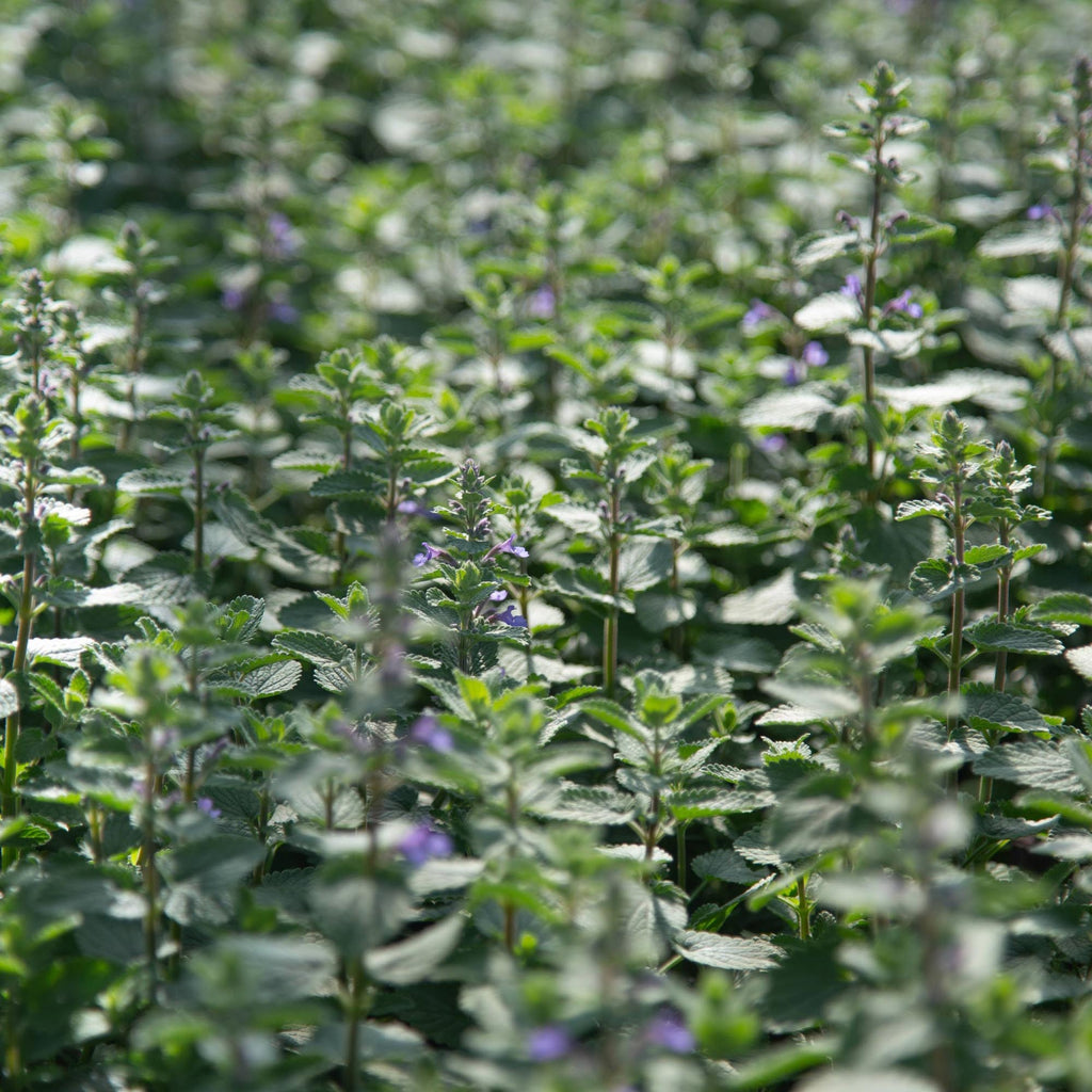 Blue Wonder Dwarf Catmint
