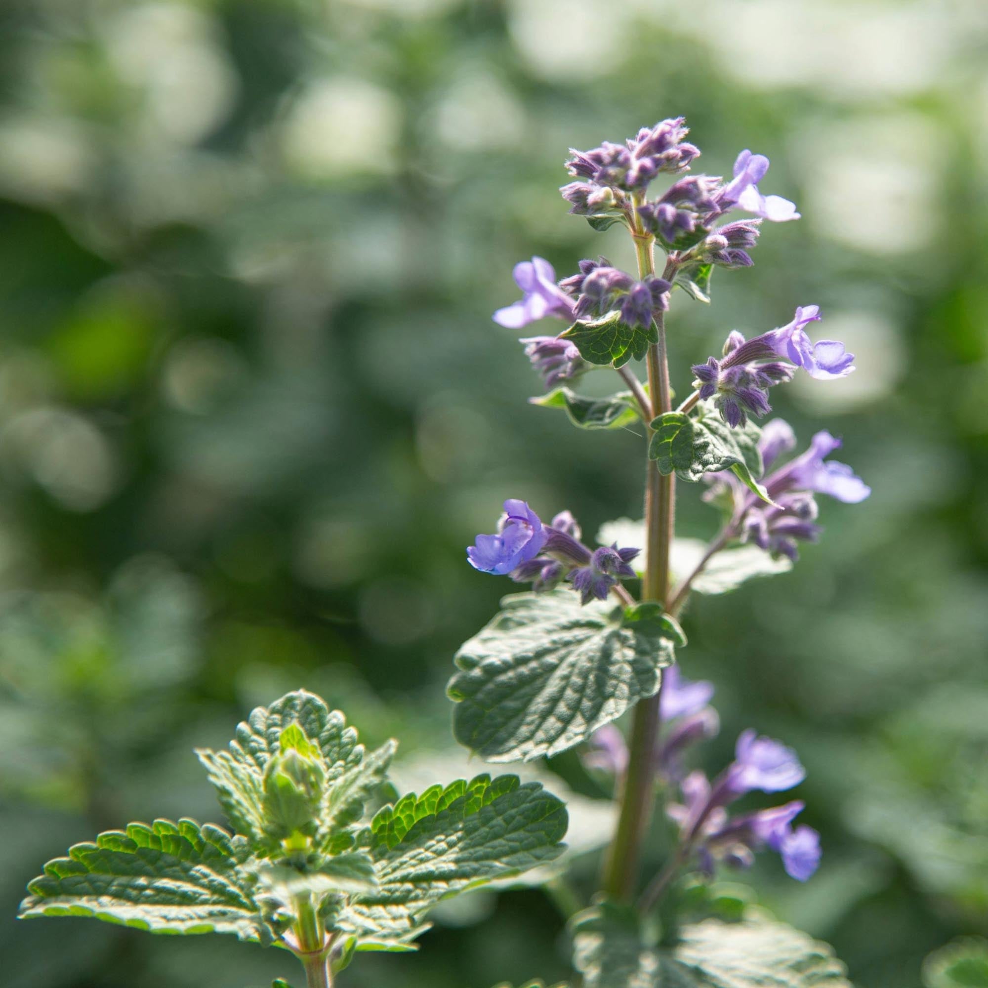 Blue Wonder Dwarf Catmint – Heirloom