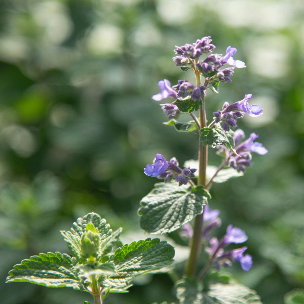 Blue Wonder Dwarf Catmint