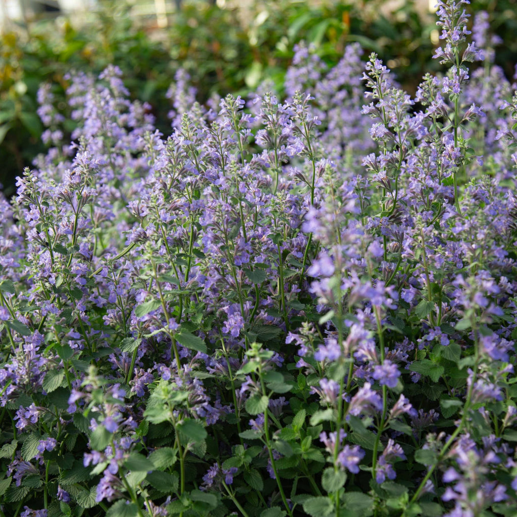 Blue Wonder Dwarf Catmint