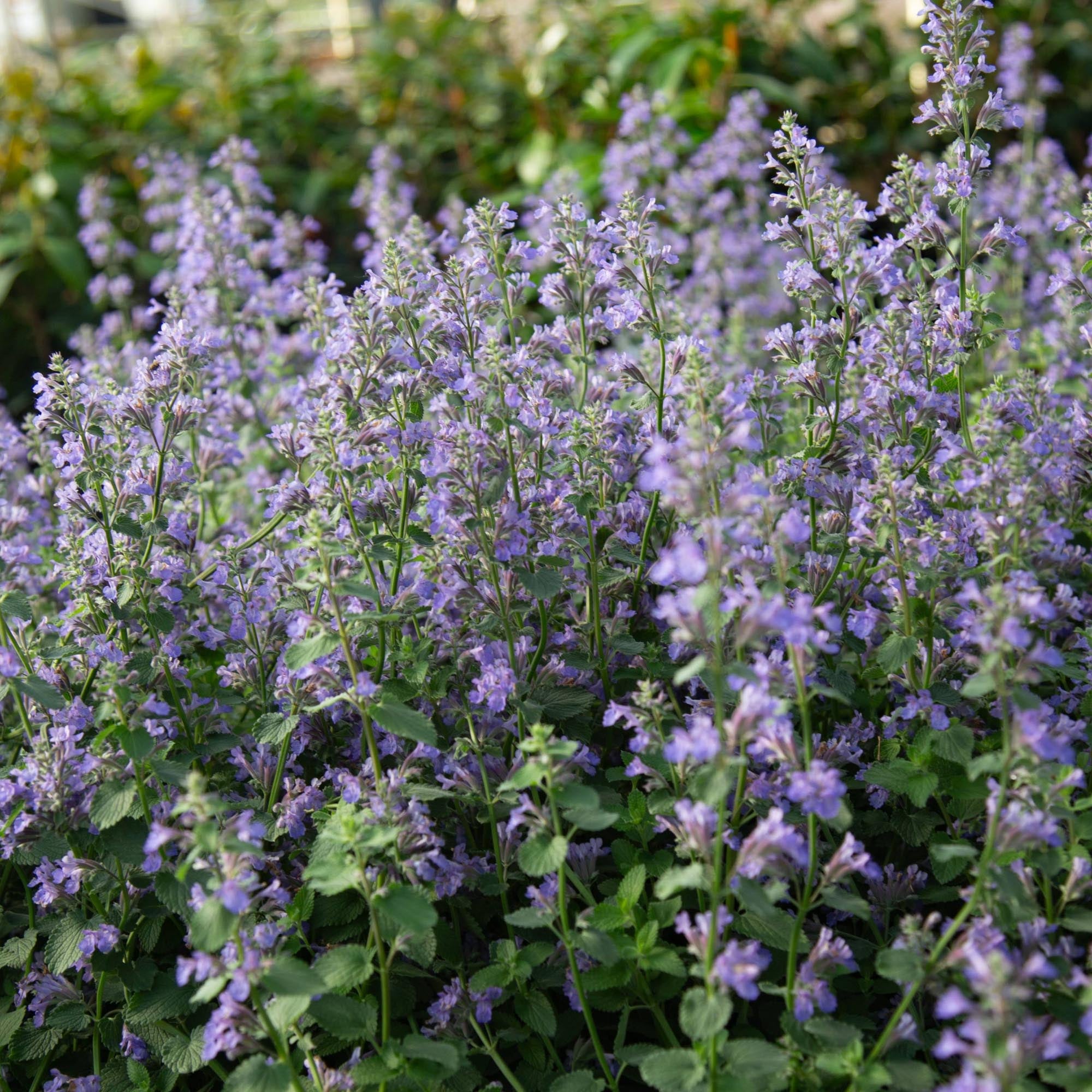 Blue Wonder Dwarf Catmint