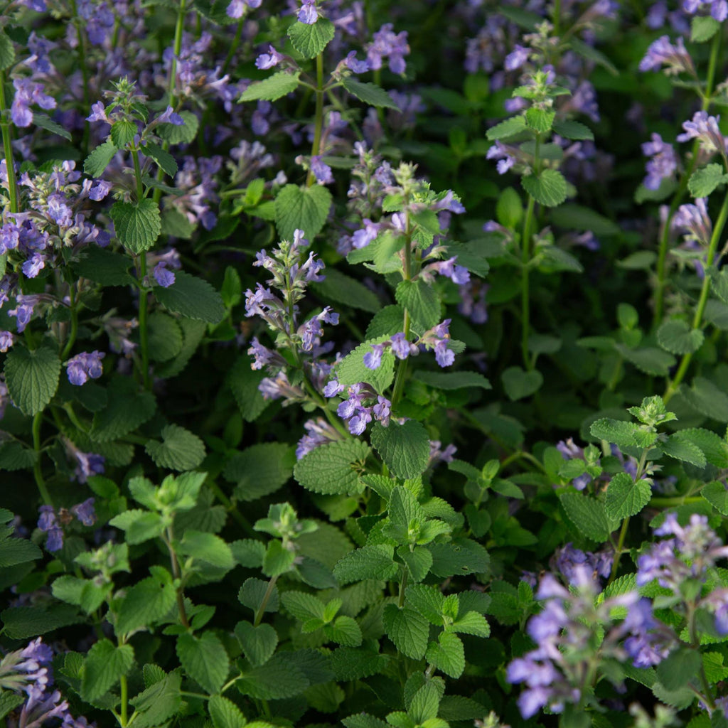 Blue Wonder Dwarf Catmint