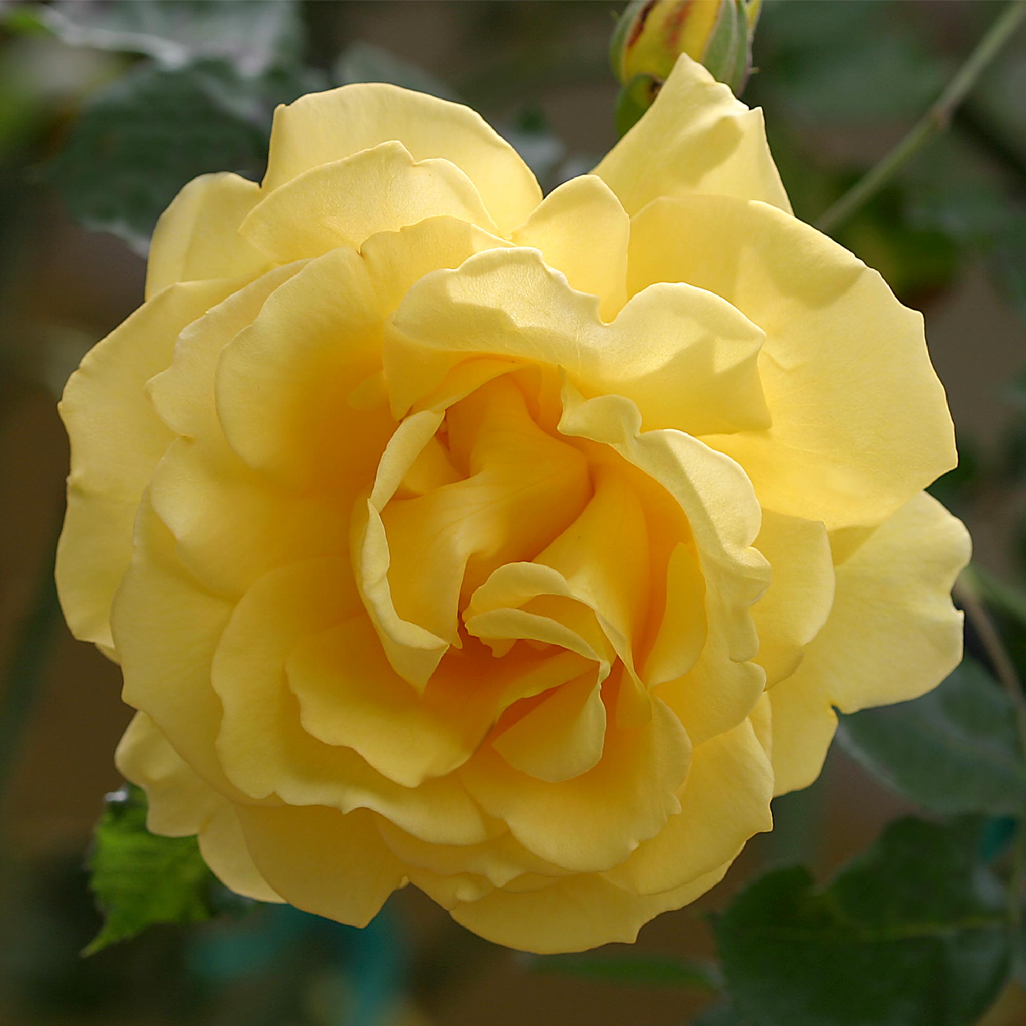 CL Gold Badge Climbing Rose | Yellow Rose Bush – Heirloom
