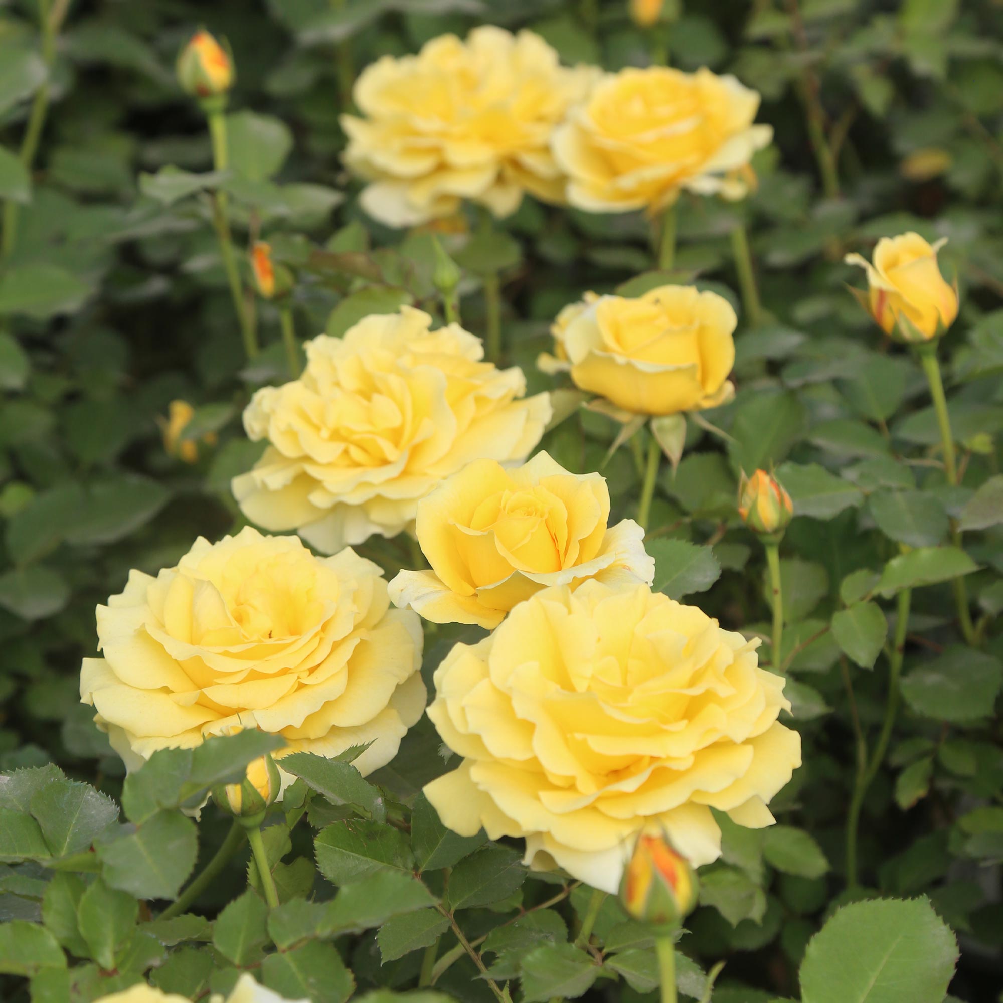 CL Gold Badge Climbing Rose | Yellow Rose Bush – Heirloom