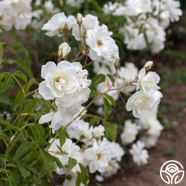 Iceberg Rose - Shrub - Lightly Fragrant – Heirloom Roses