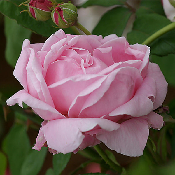 CL Mme Caroline Testout | Pink Climber Rose Bush – Heirloom