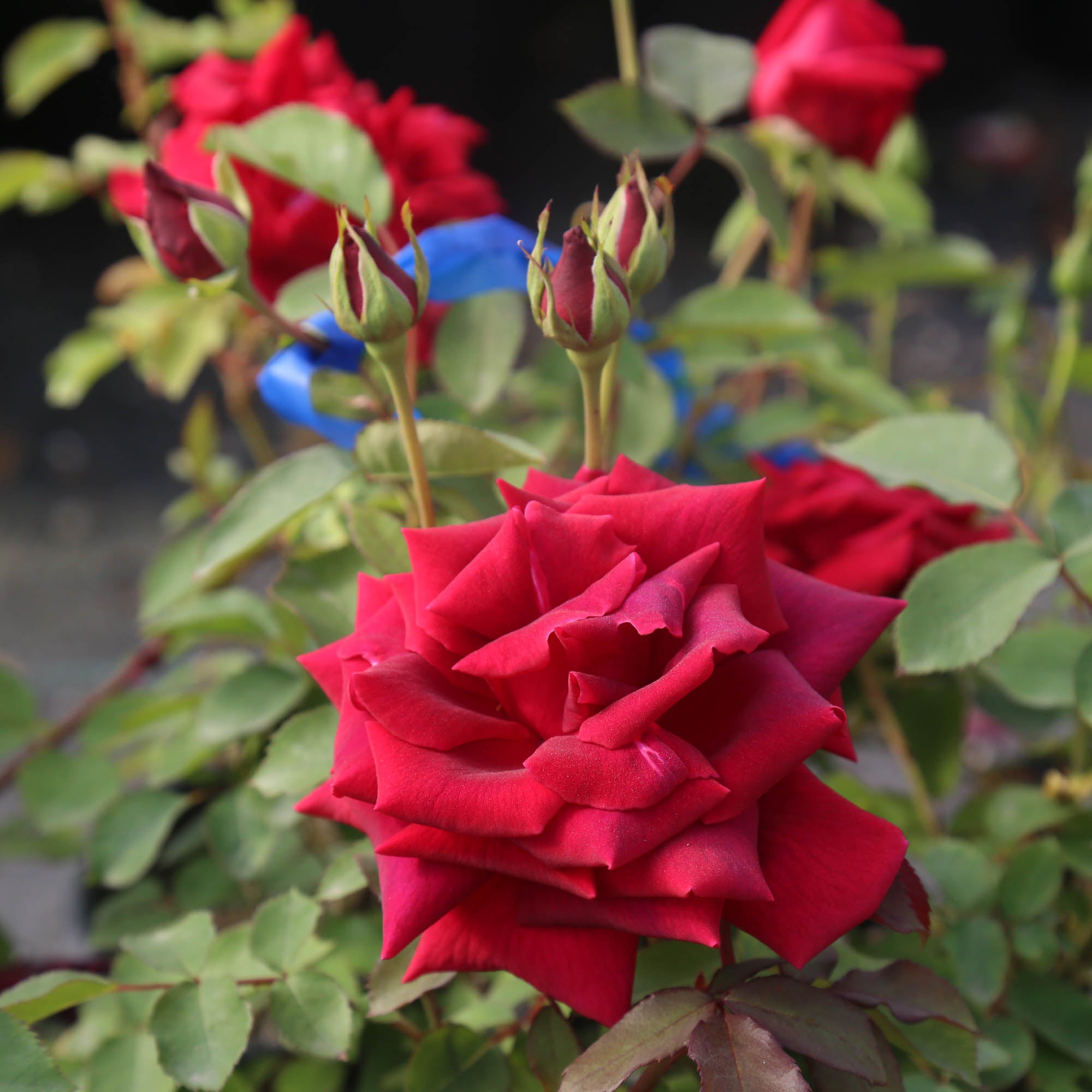 CL Crimson Glory