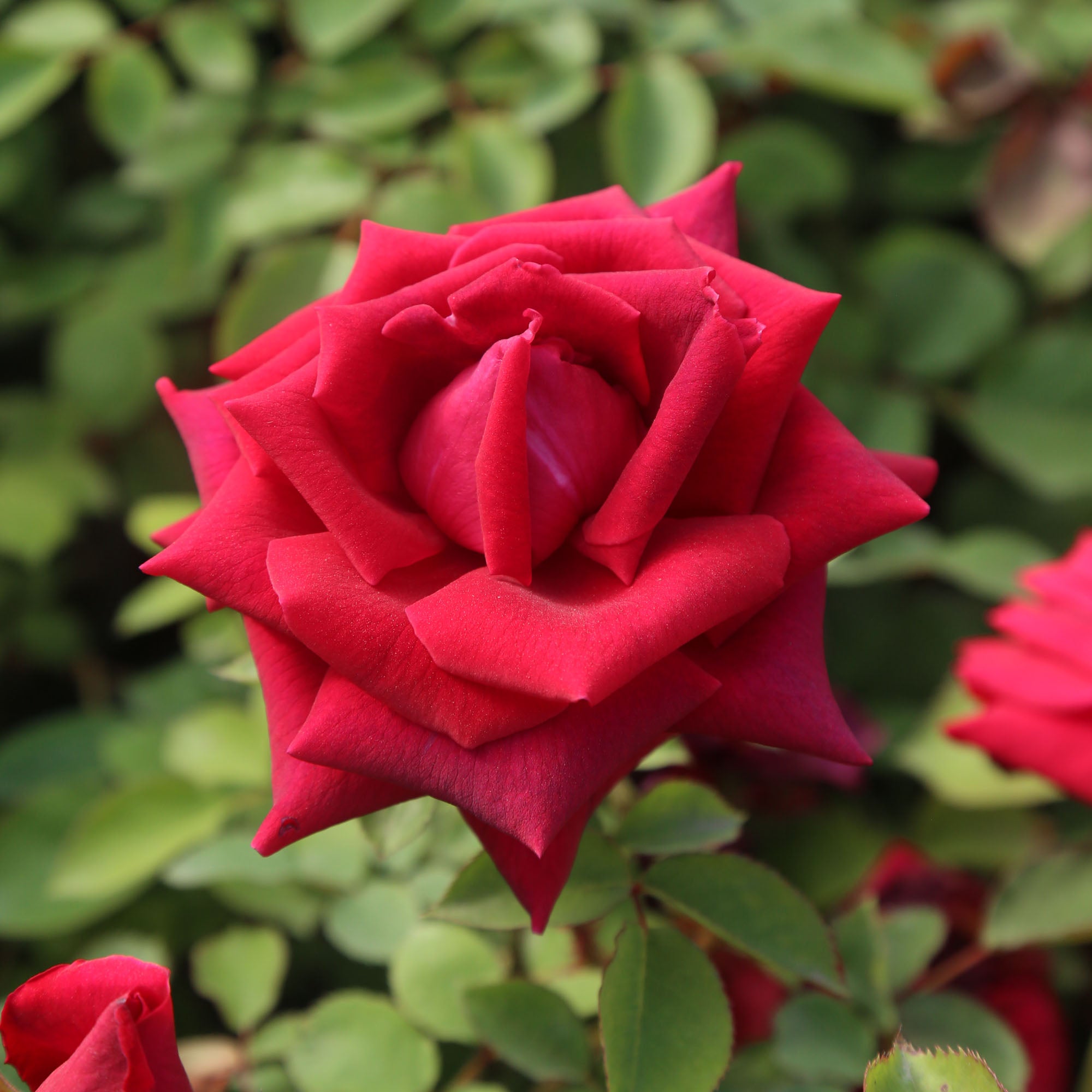 CL Crimson Glory