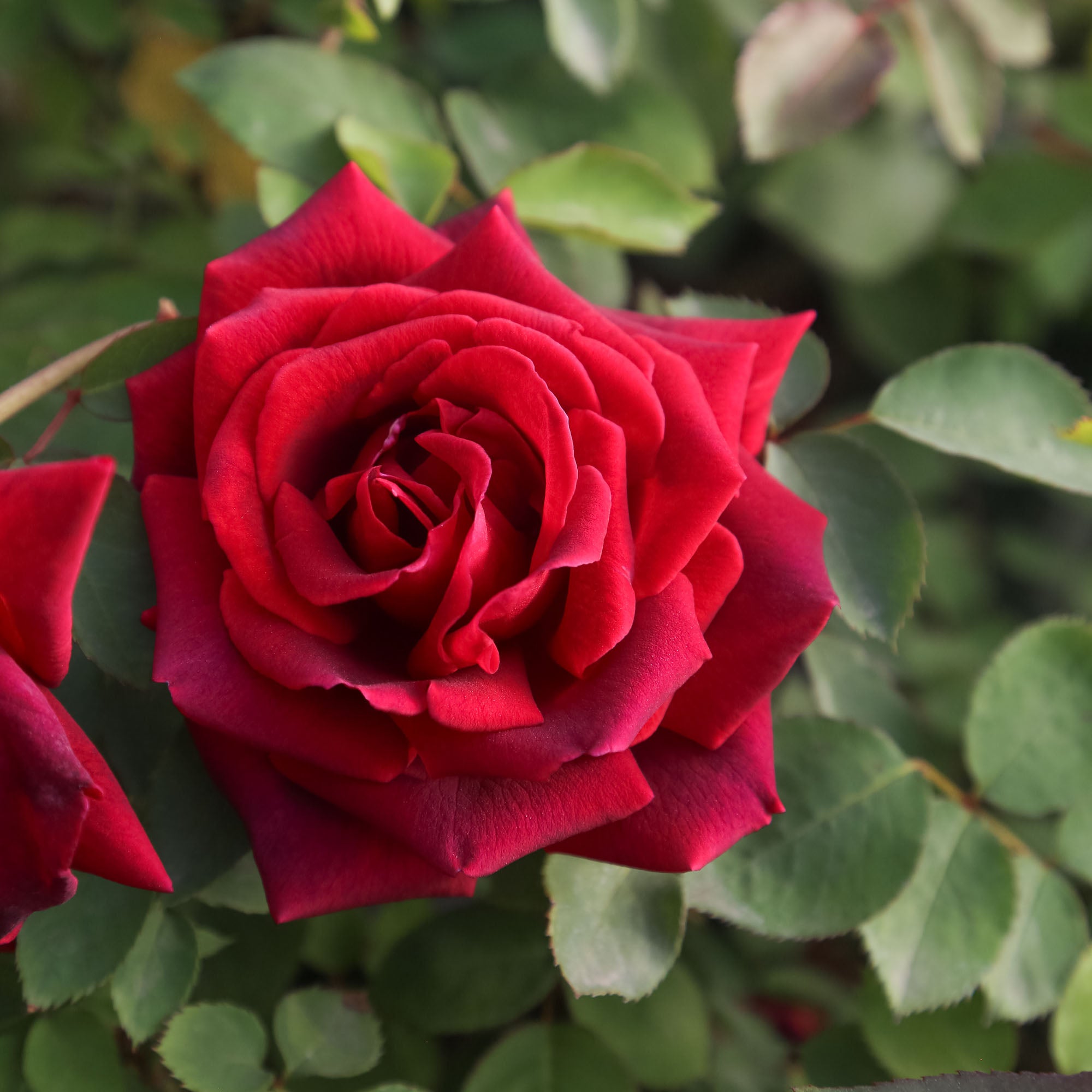 CL Crimson Glory
