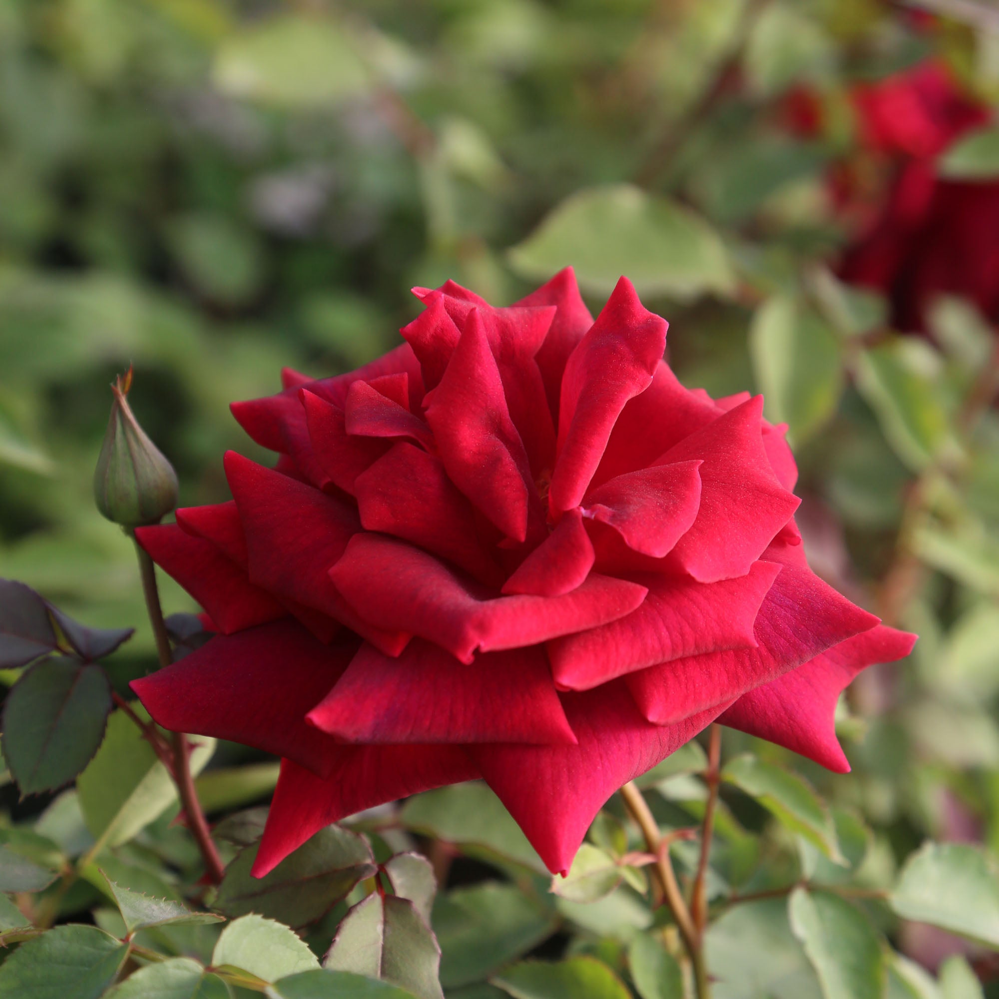 CL Crimson Glory