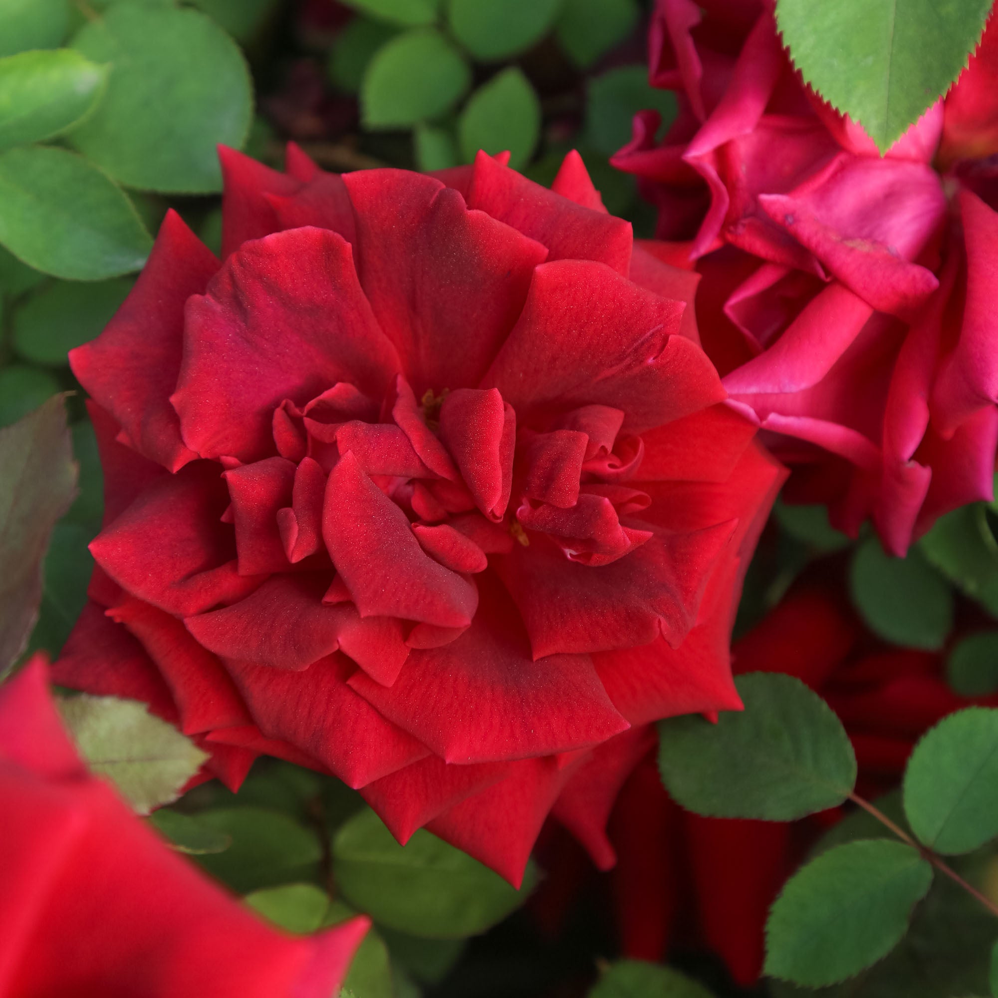 CL Crimson Glory