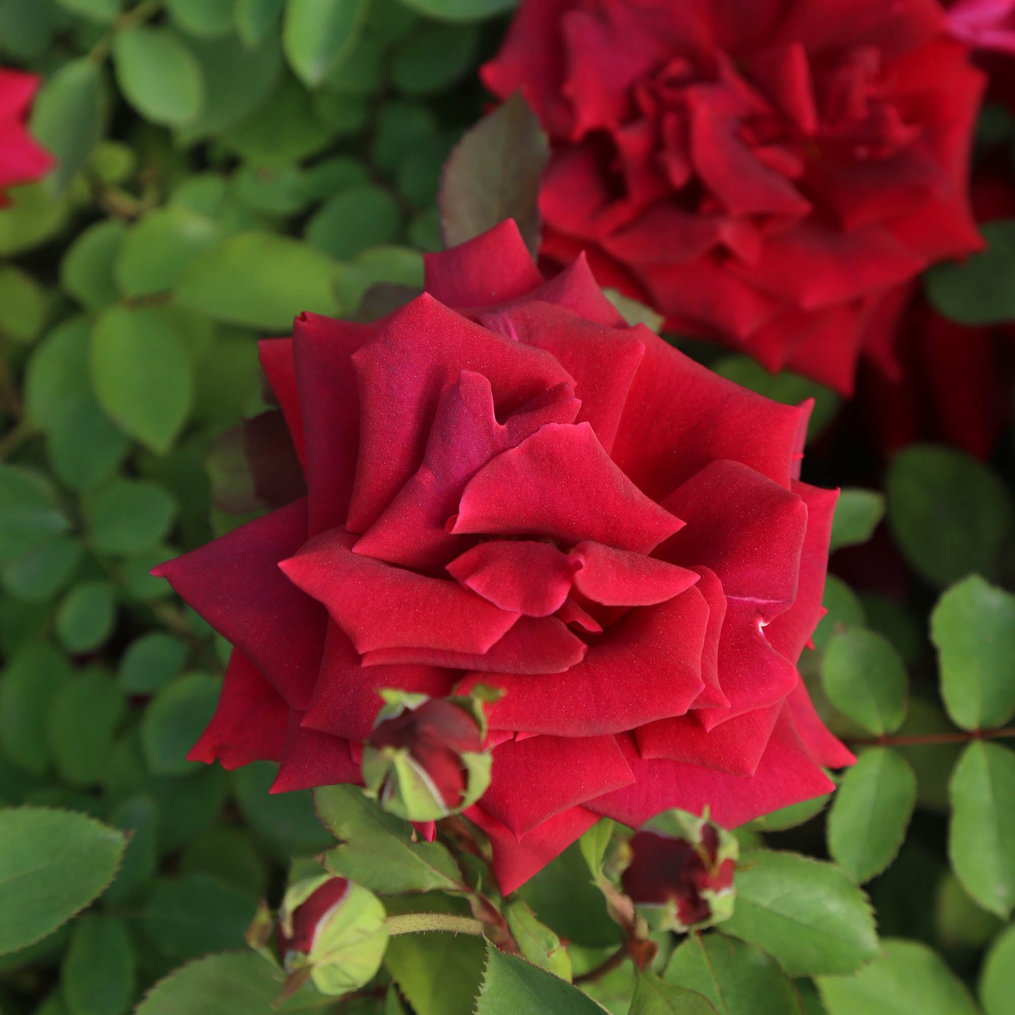 CL Crimson Glory