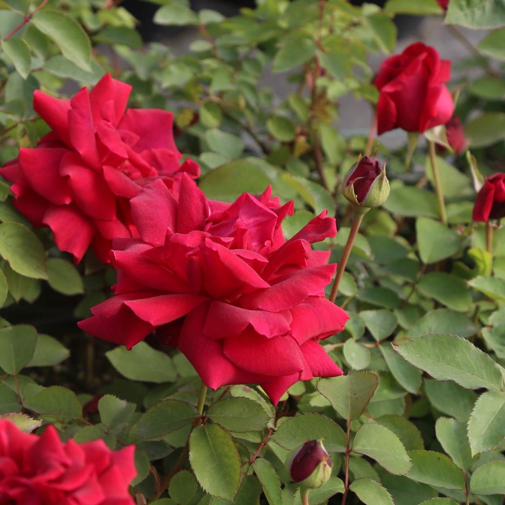CL Crimson Glory