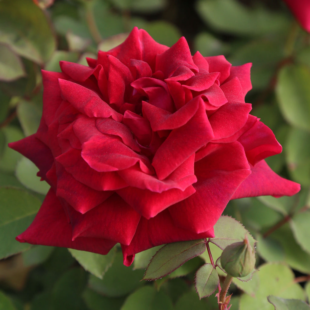 CL Crimson Glory