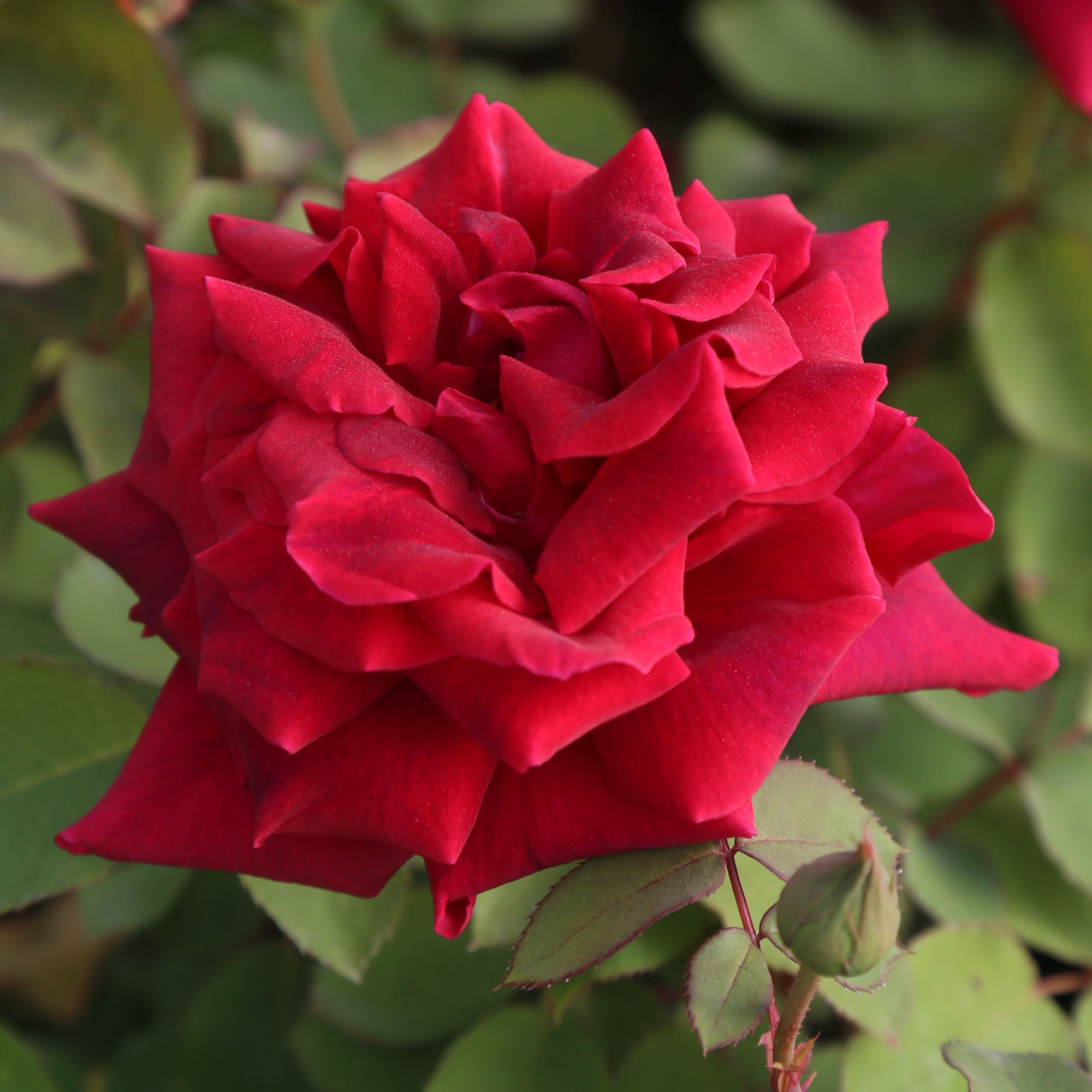CL Crimson Glory
