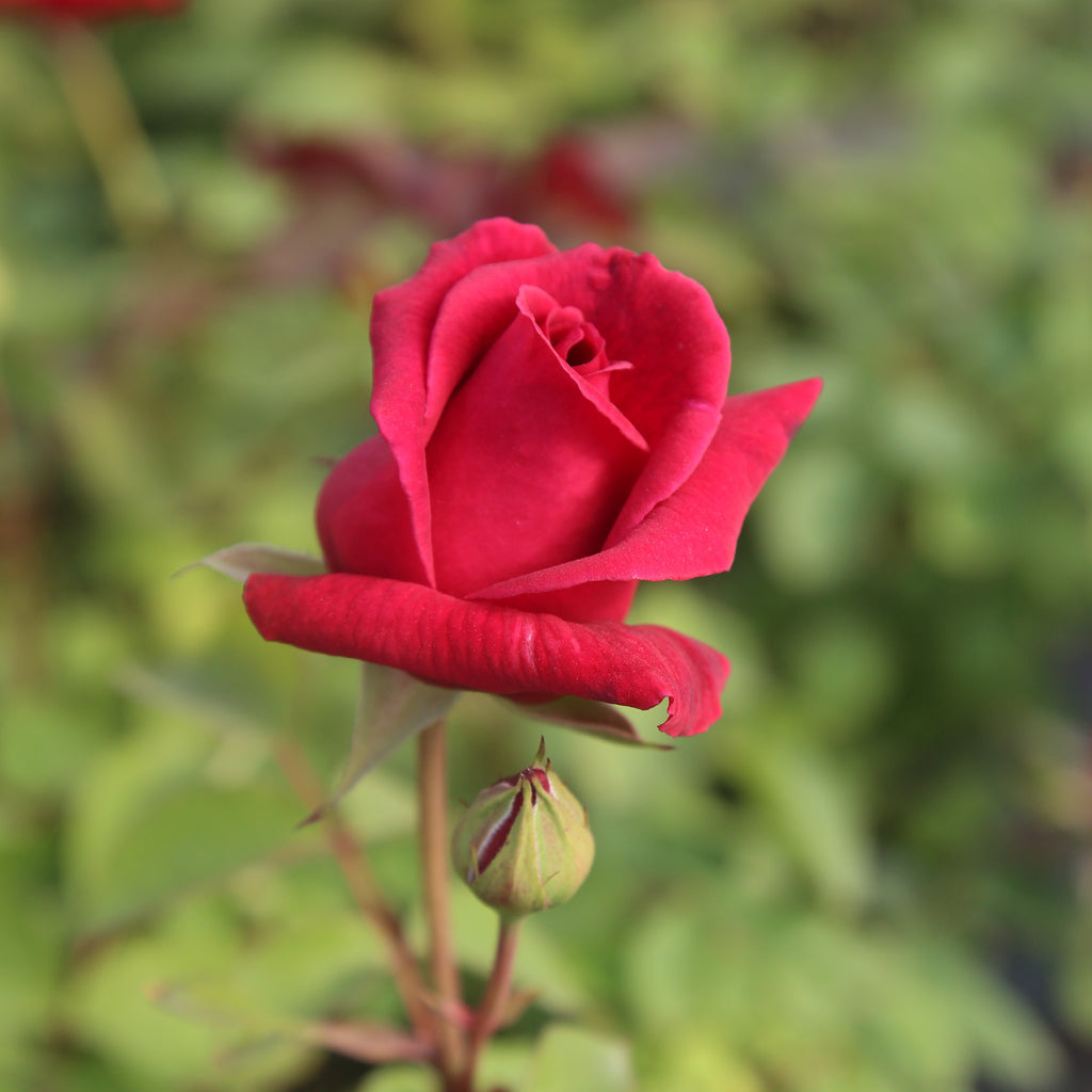 CL Crimson Glory