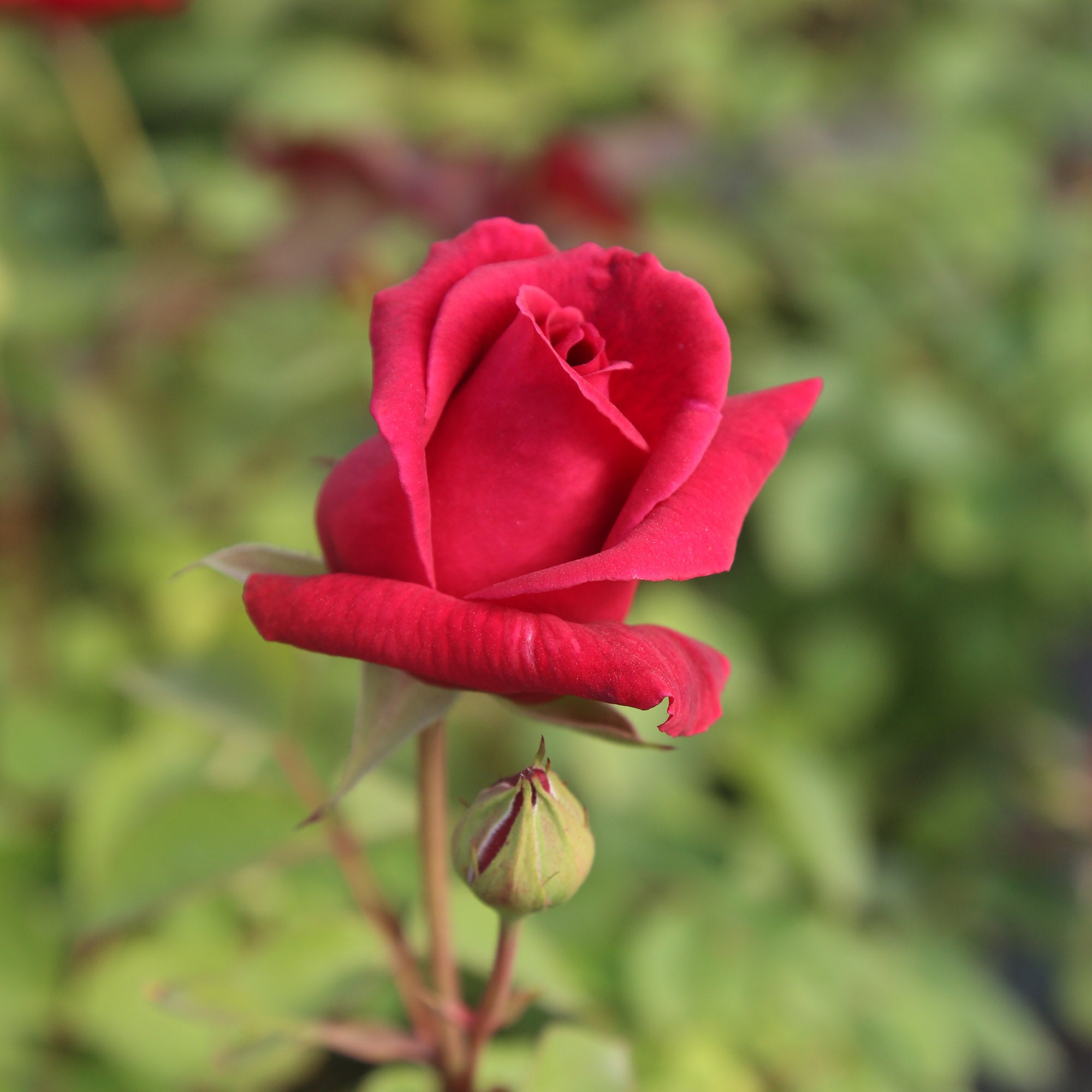 CL Crimson Glory