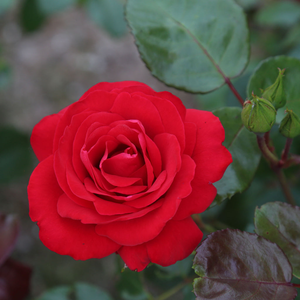 CL Crimson Glory