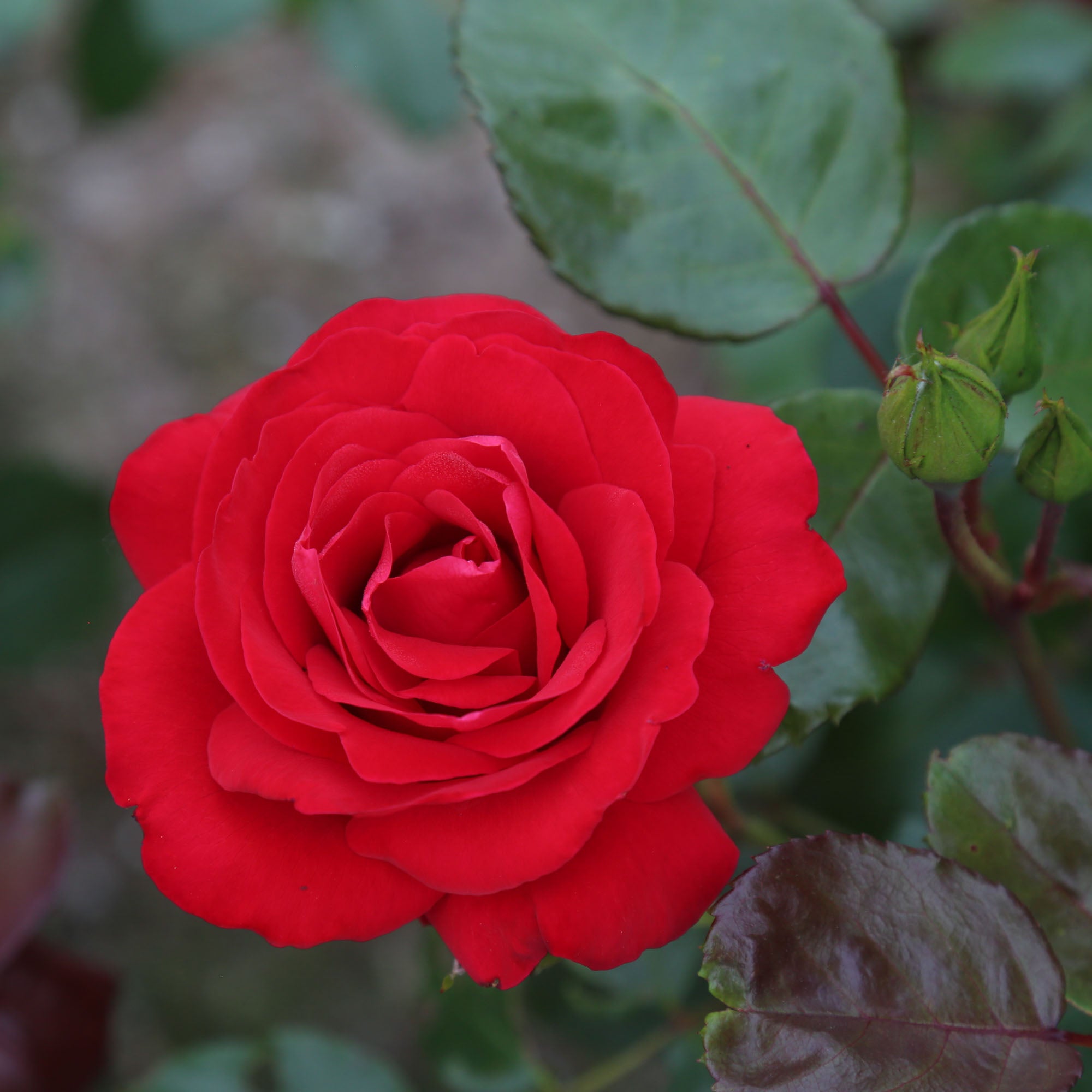 CL Crimson Glory