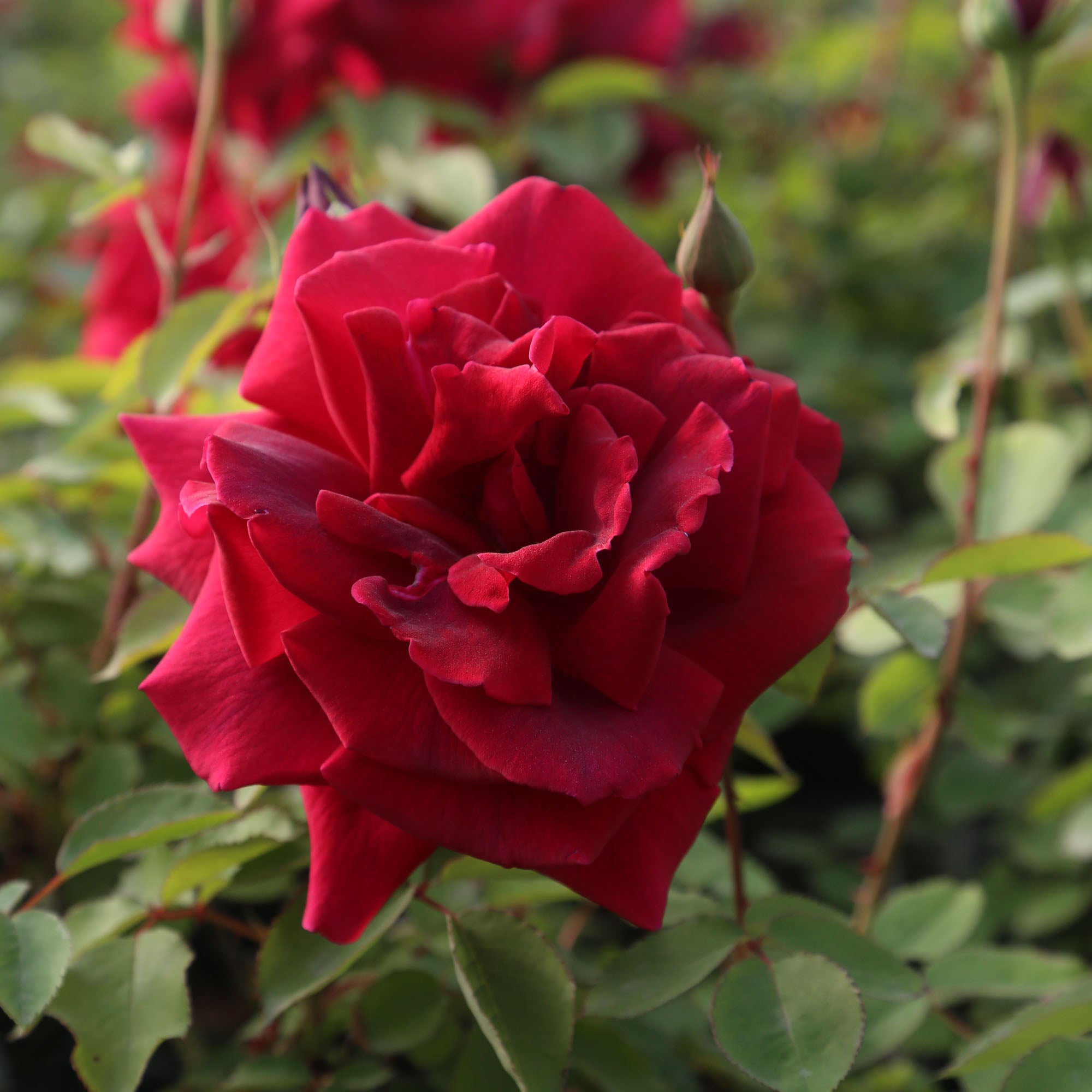 CL Crimson Glory