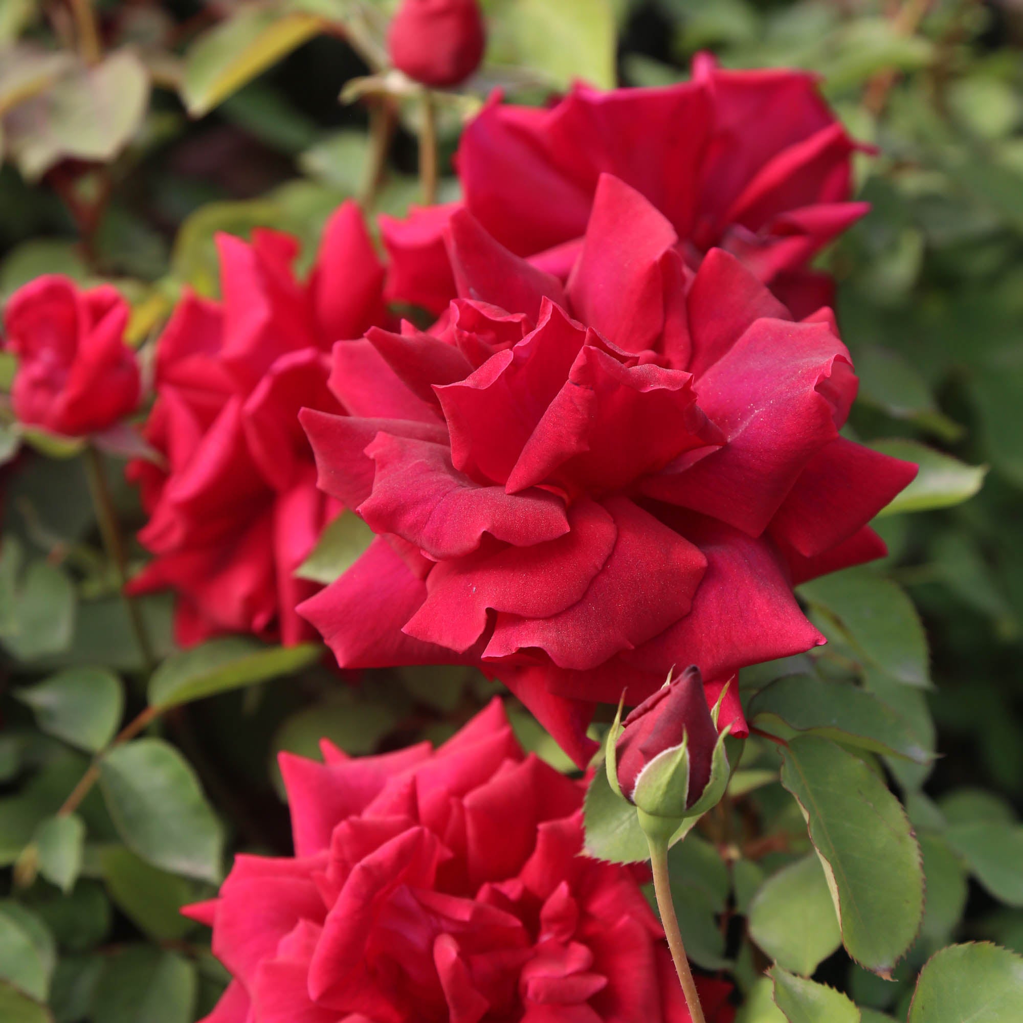 CL Crimson Glory