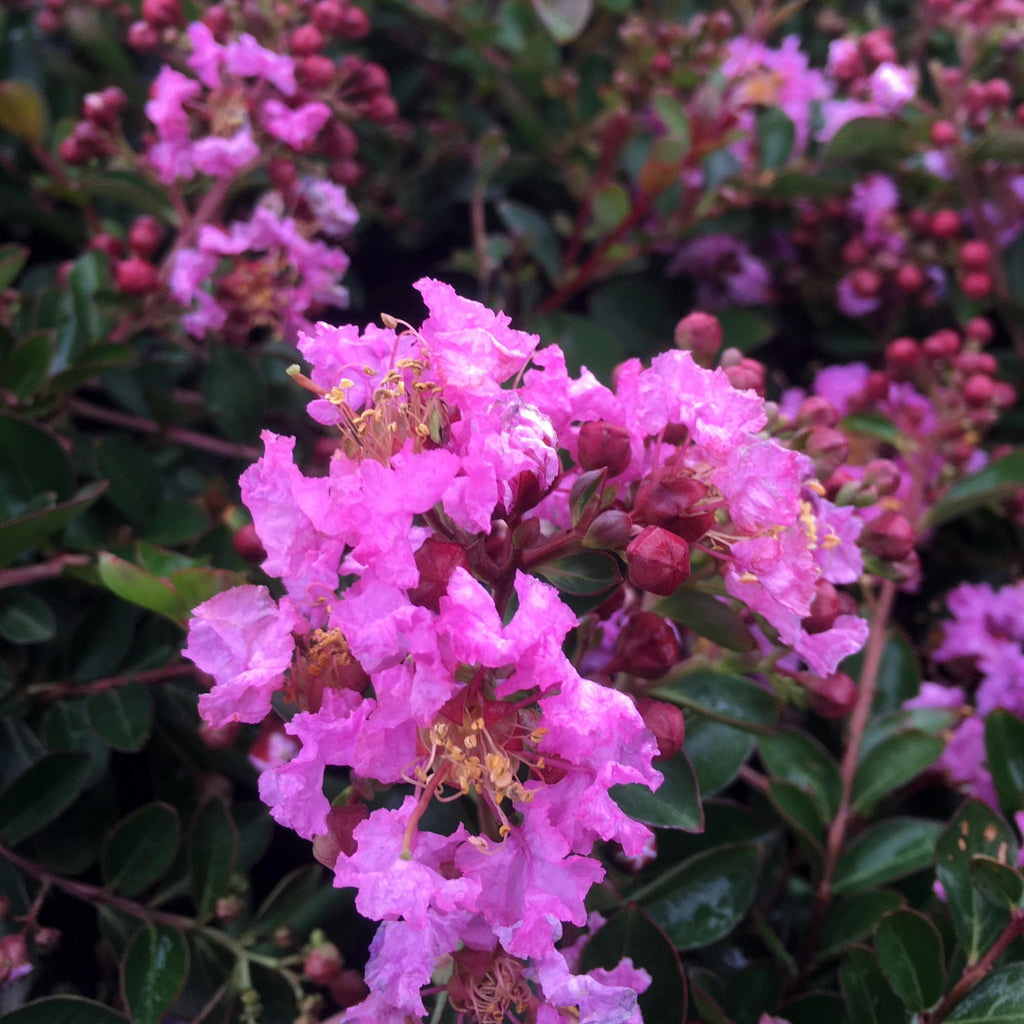 Lagerstroemia Early Bird™ Purple