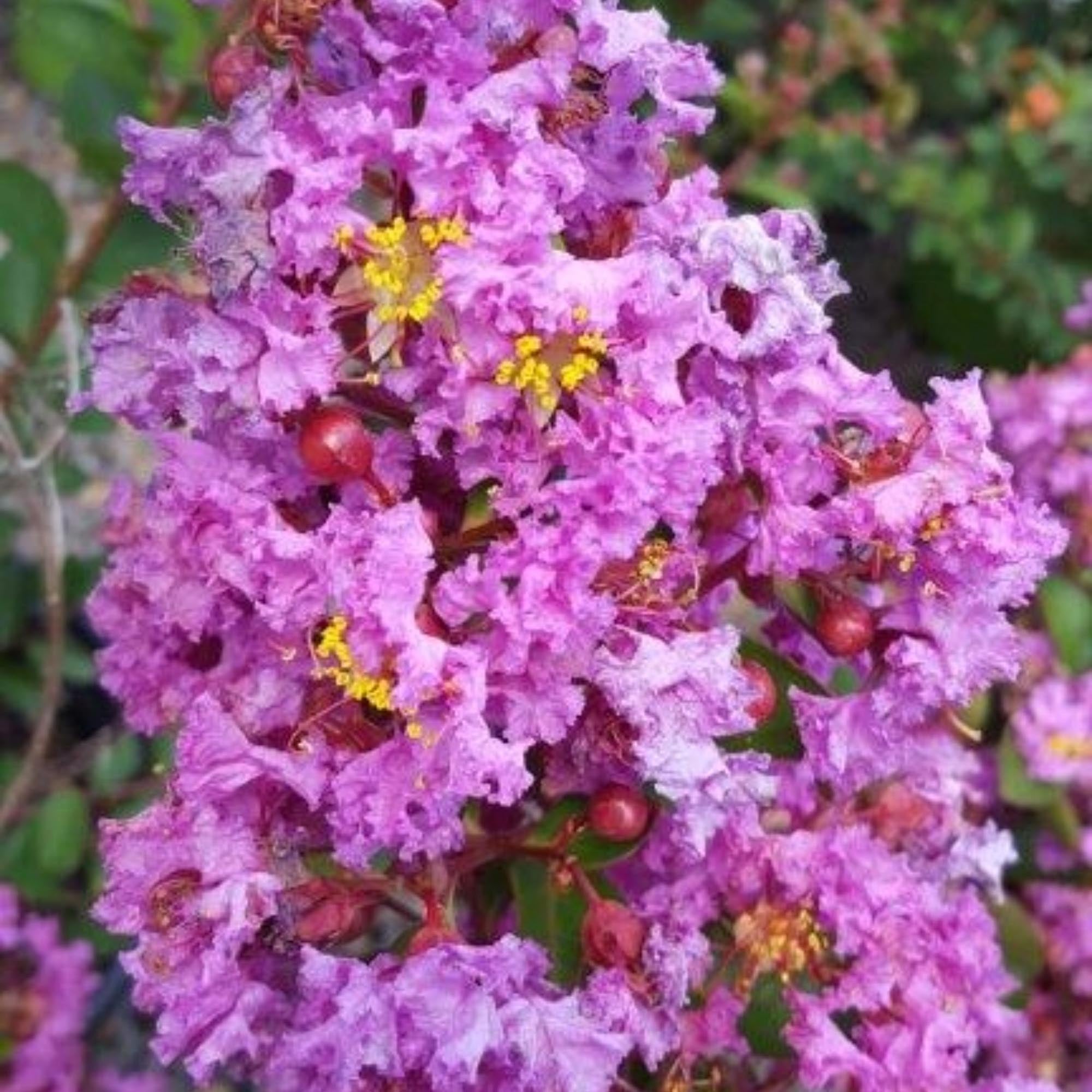 Early Bird™ Purple – Heirloom