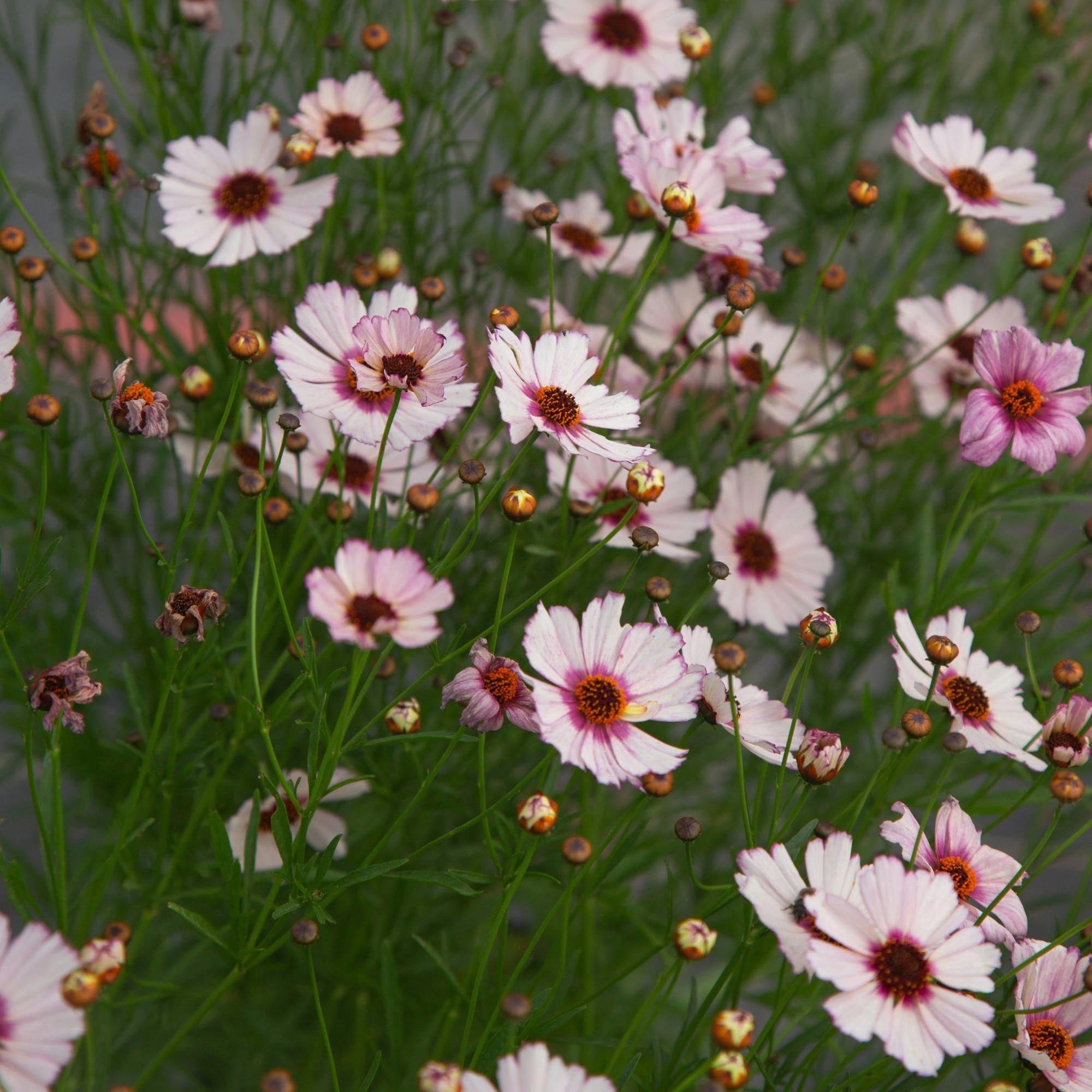 Coreopsis Nova Opal