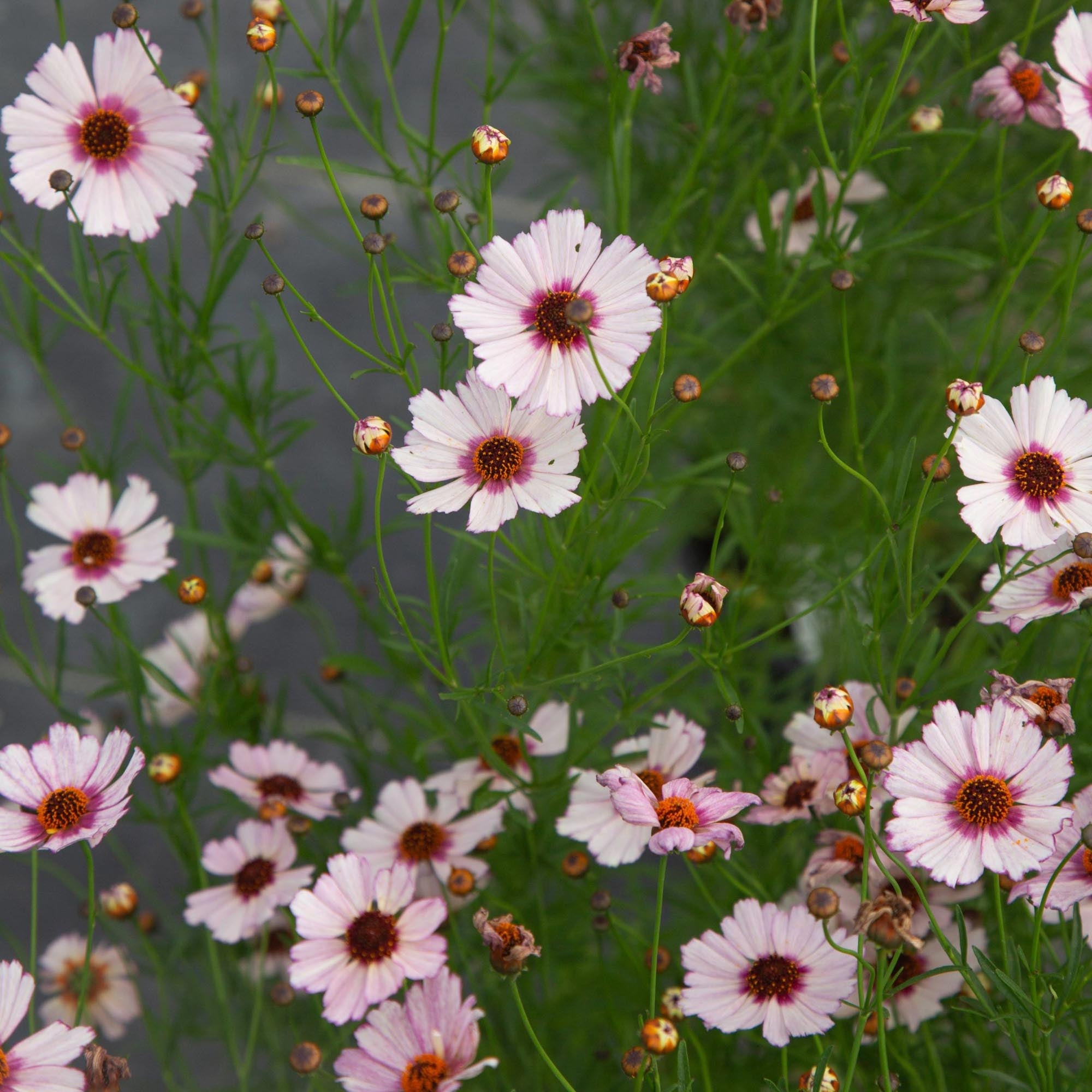 Coreopsis Nova Opal