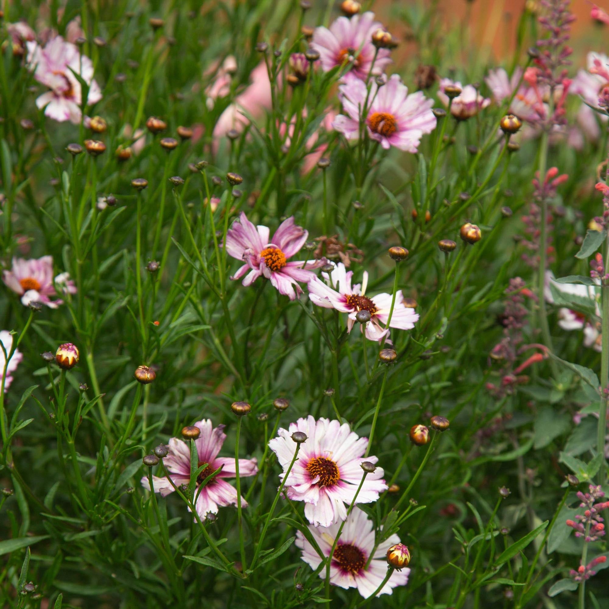 Coreopsis Nova Opal