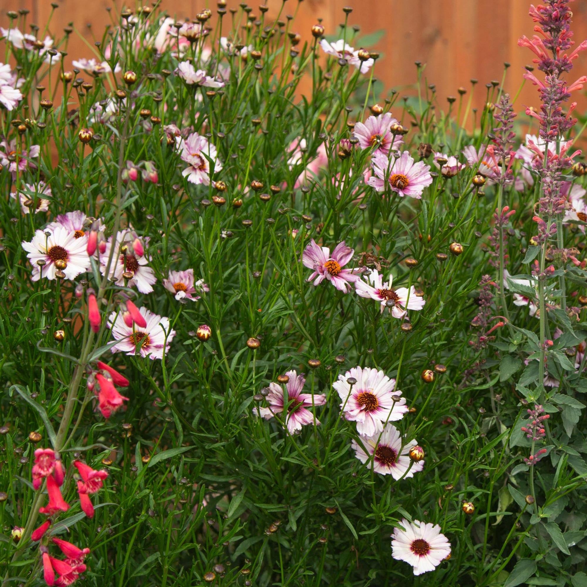 Coreopsis Nova Opal
