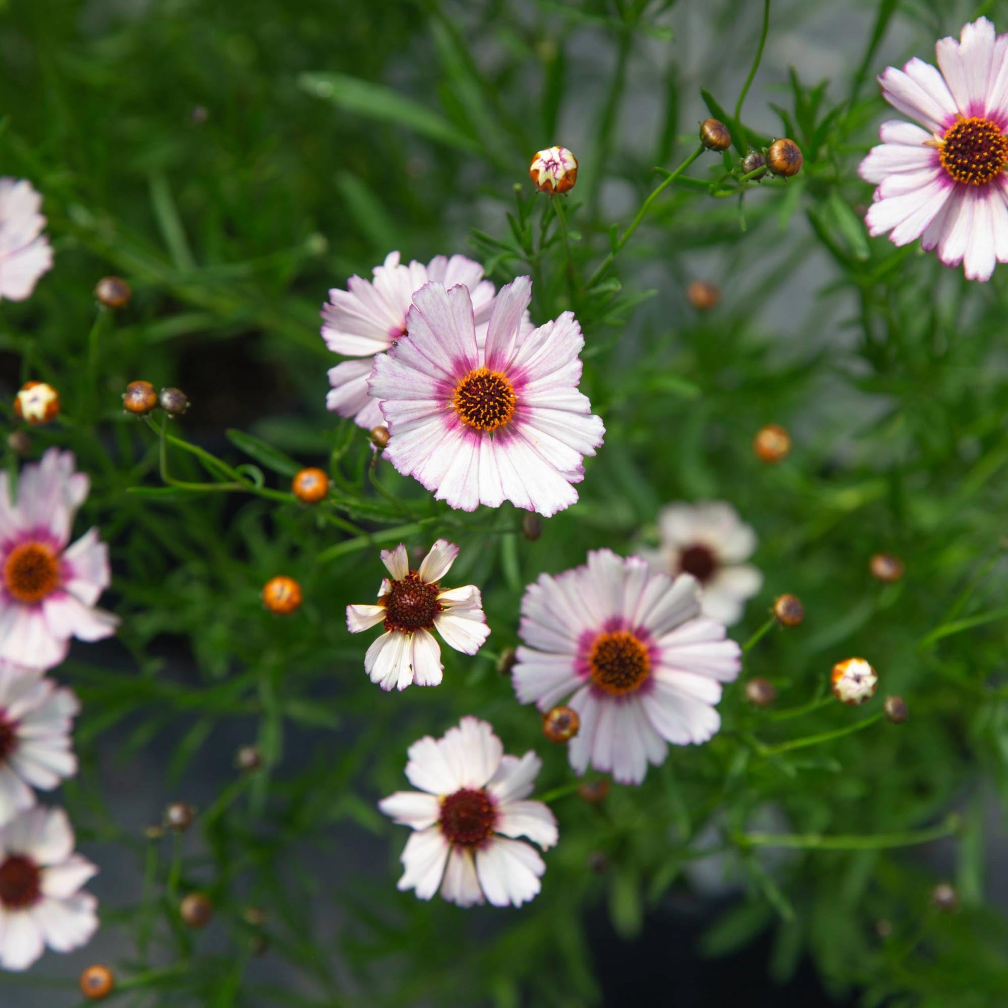 Coreopsis Nova Opal