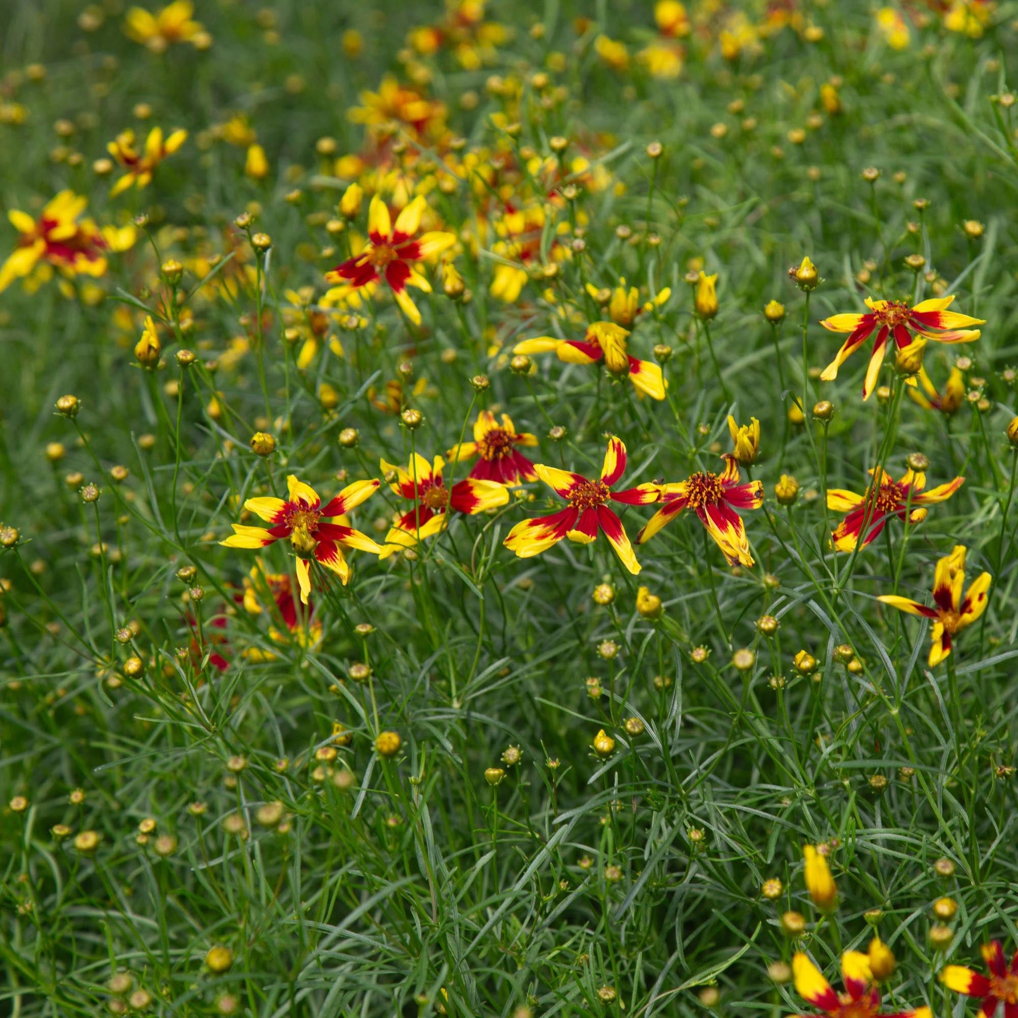 Coreopsis Firefly