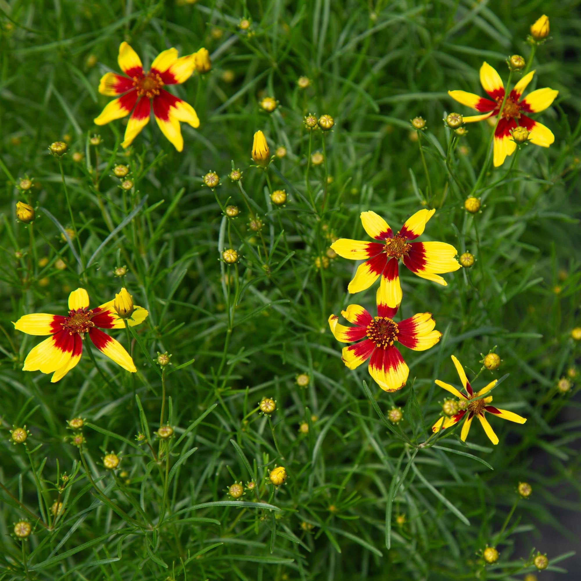 Coreopsis Firefly