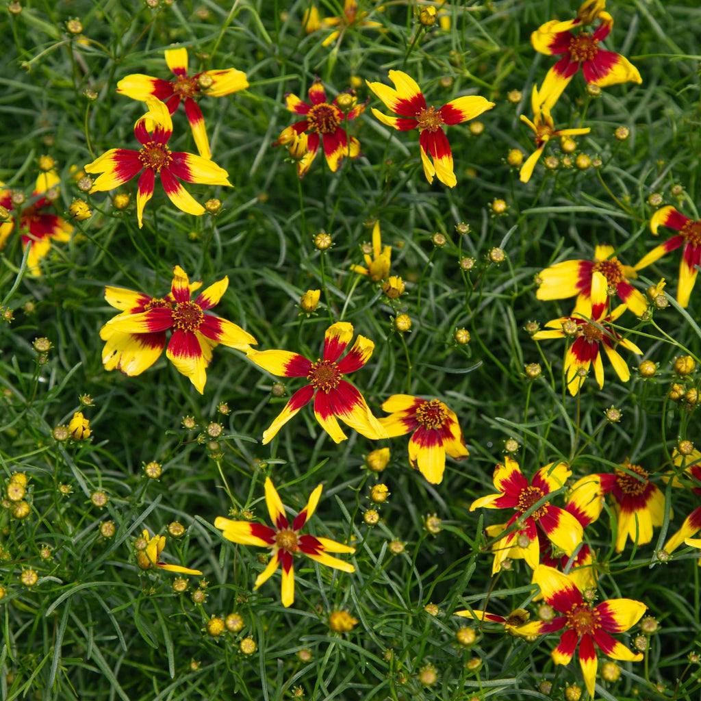 Coreopsis Firefly