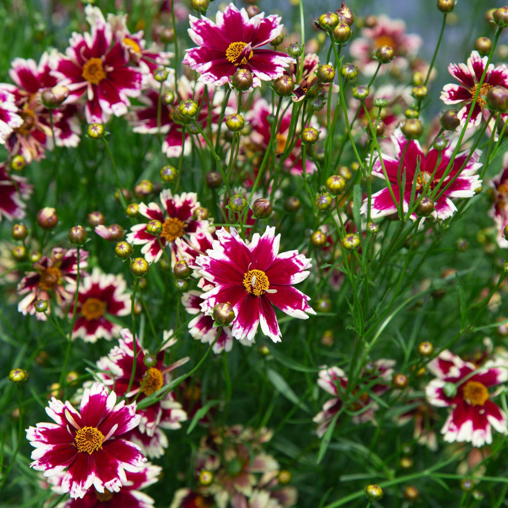 Coreopsis Ruby Frost