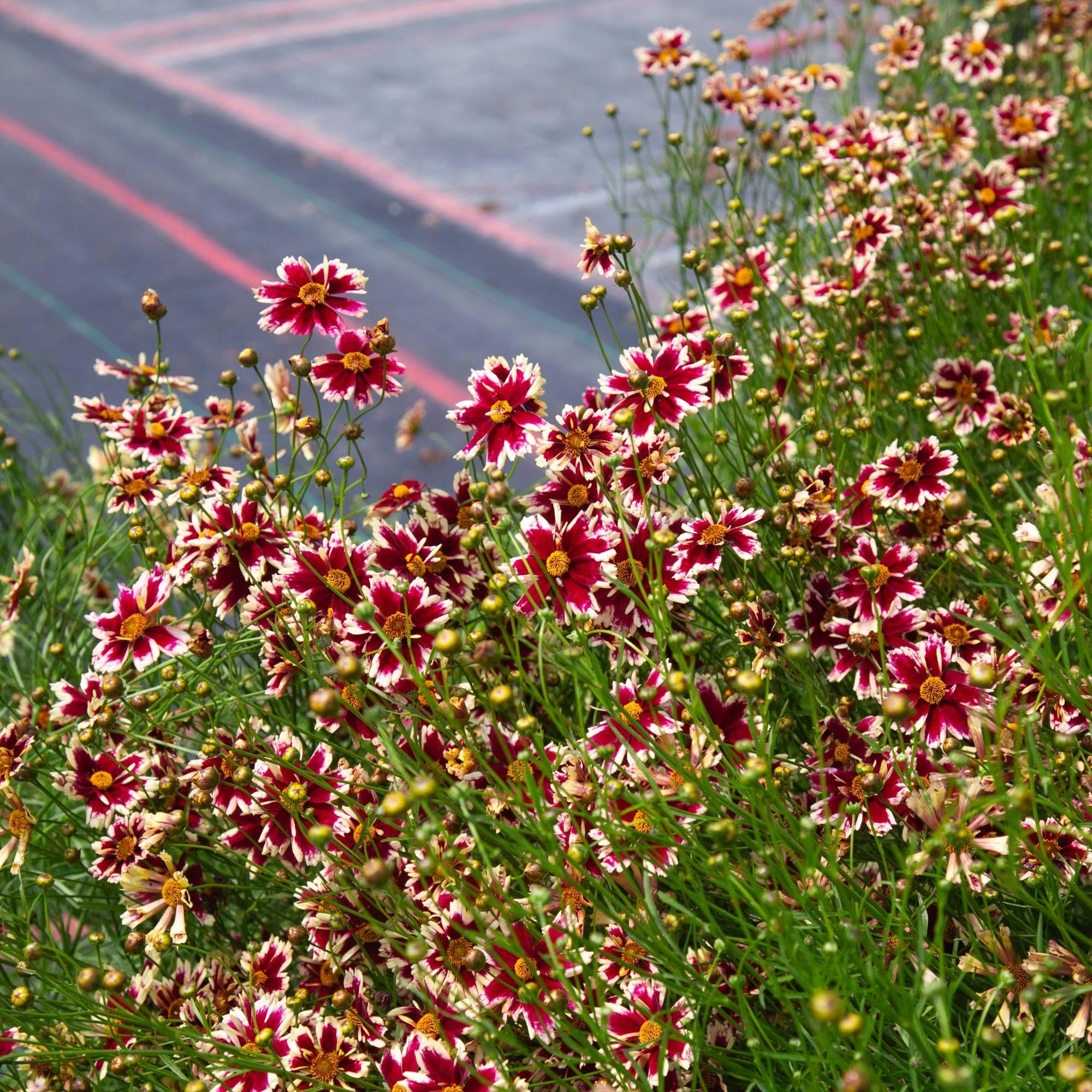 Coreopsis Ruby Frost