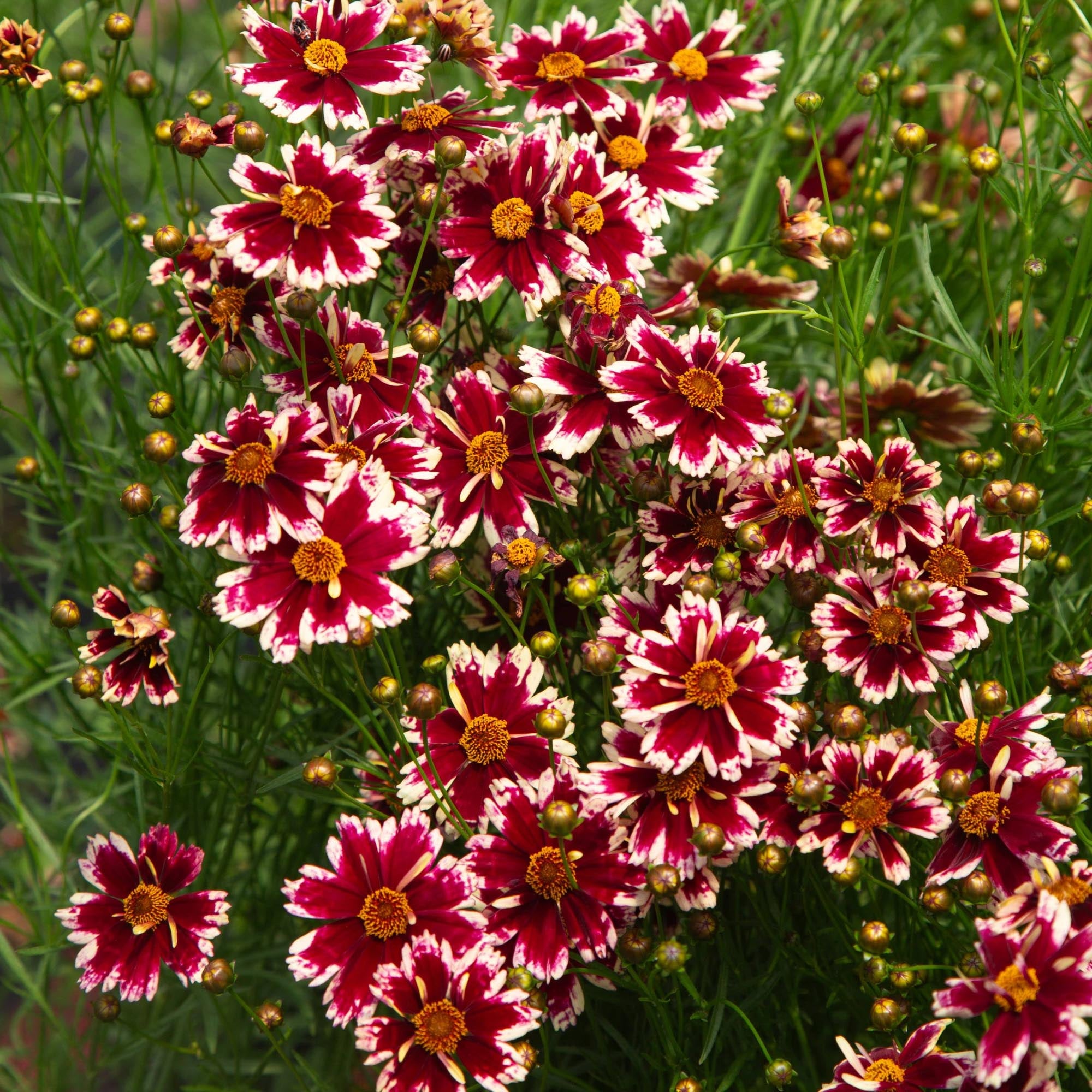 Coreopsis Ruby Frost