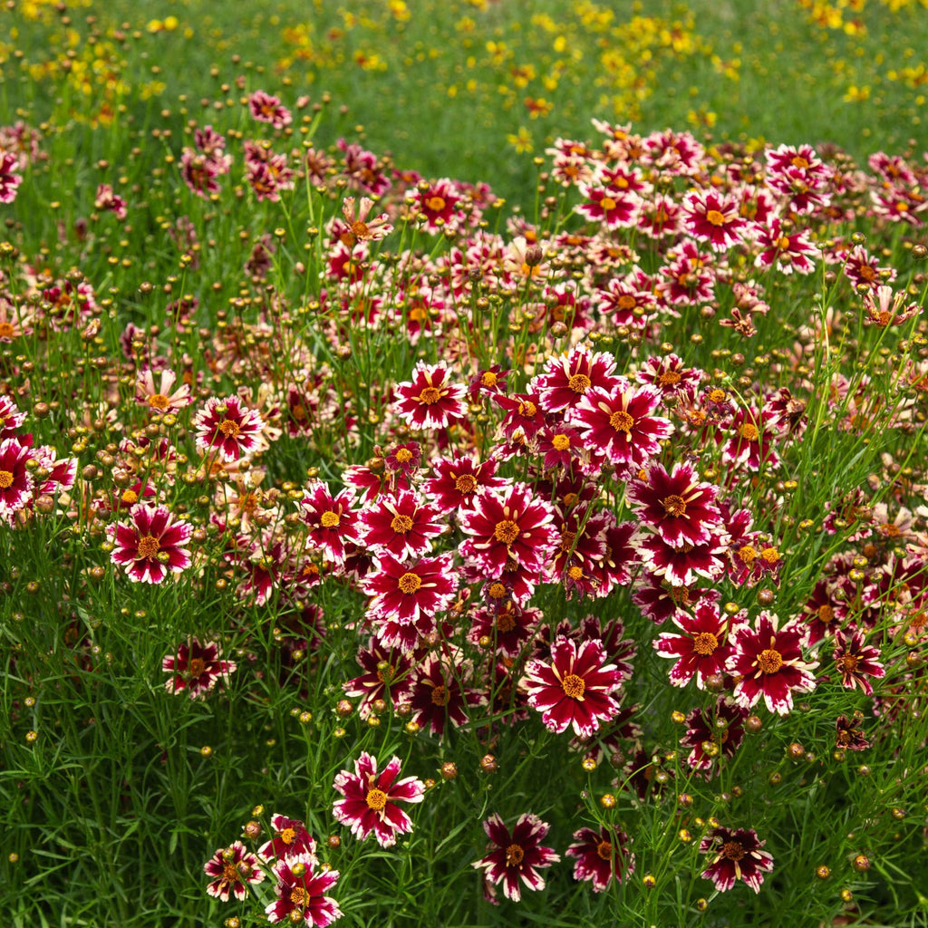 Coreopsis Ruby Frost