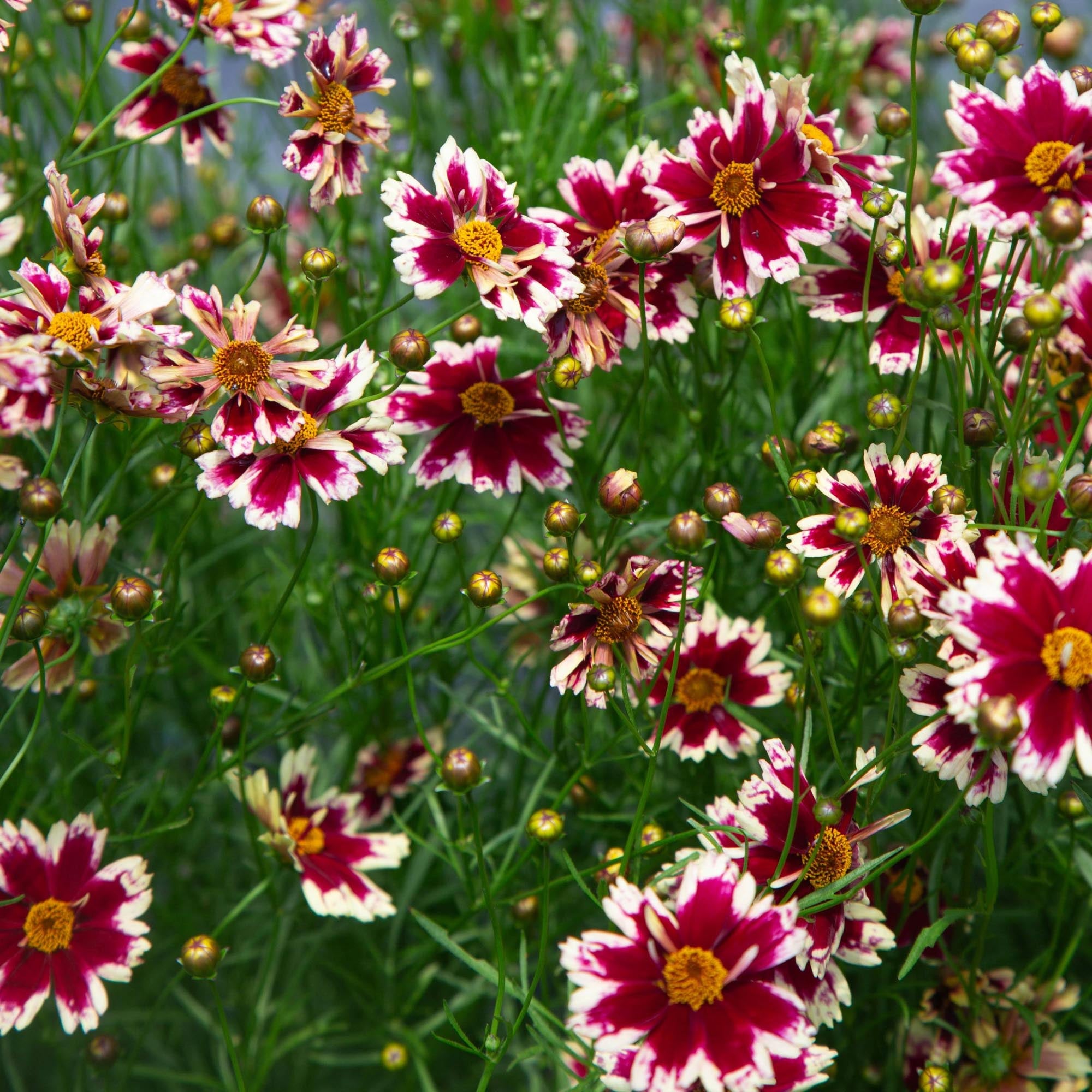Coreopsis Ruby Frost