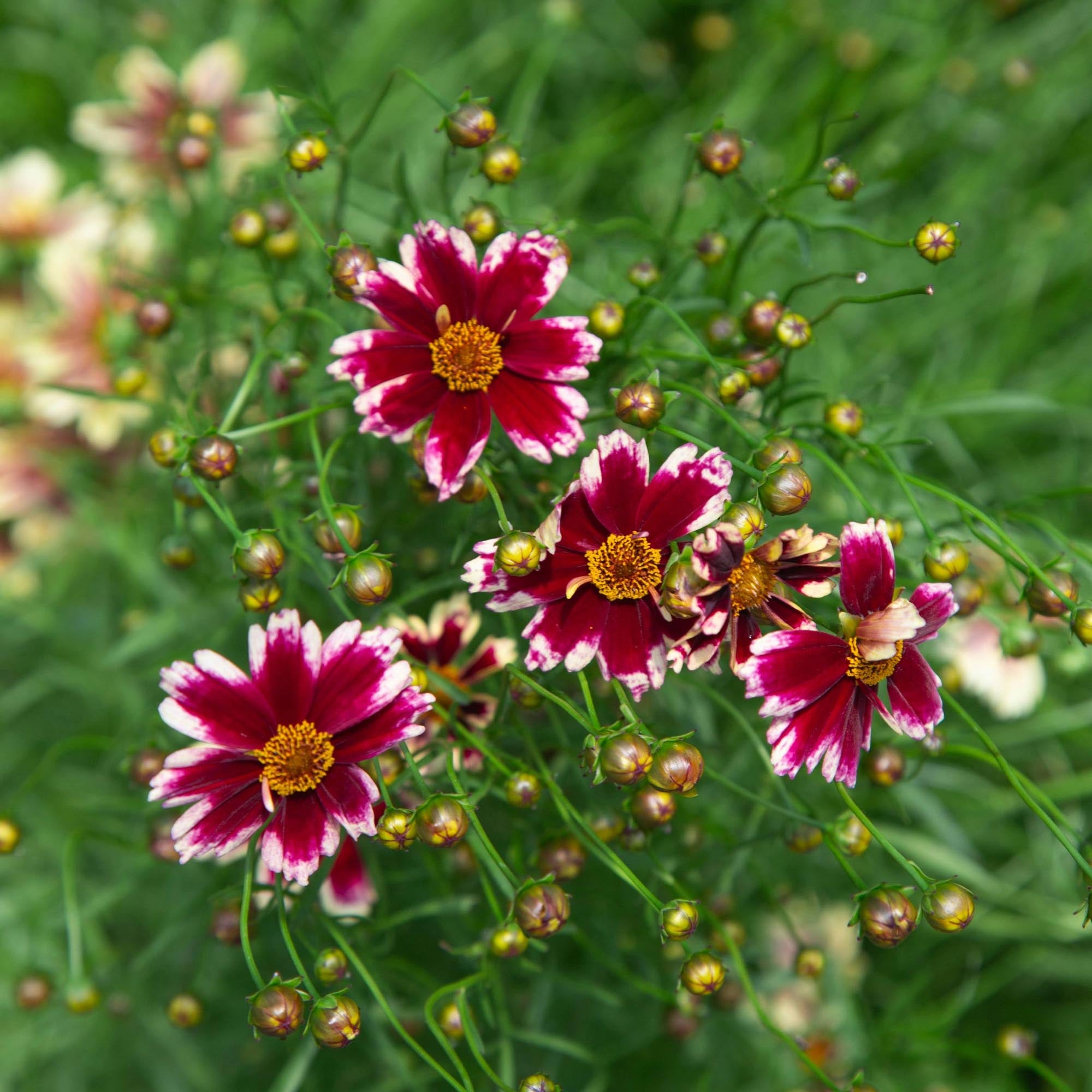 Coreopsis Ruby Frost