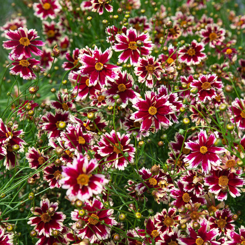 Coreopsis Ruby Frost