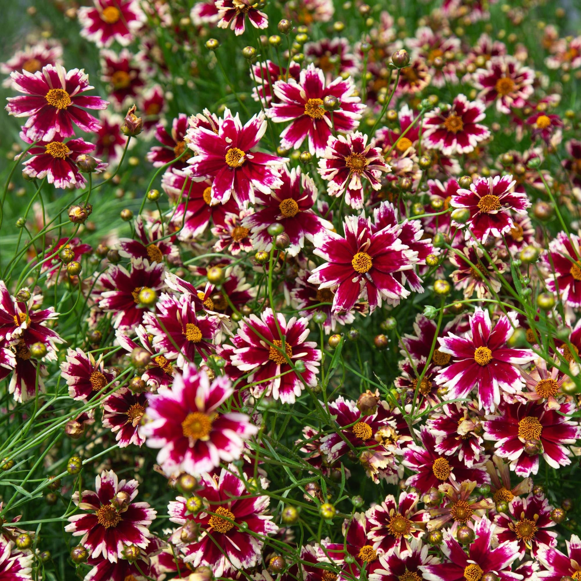 Coreopsis Ruby Frost