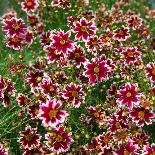 Coreopsis Ruby Frost