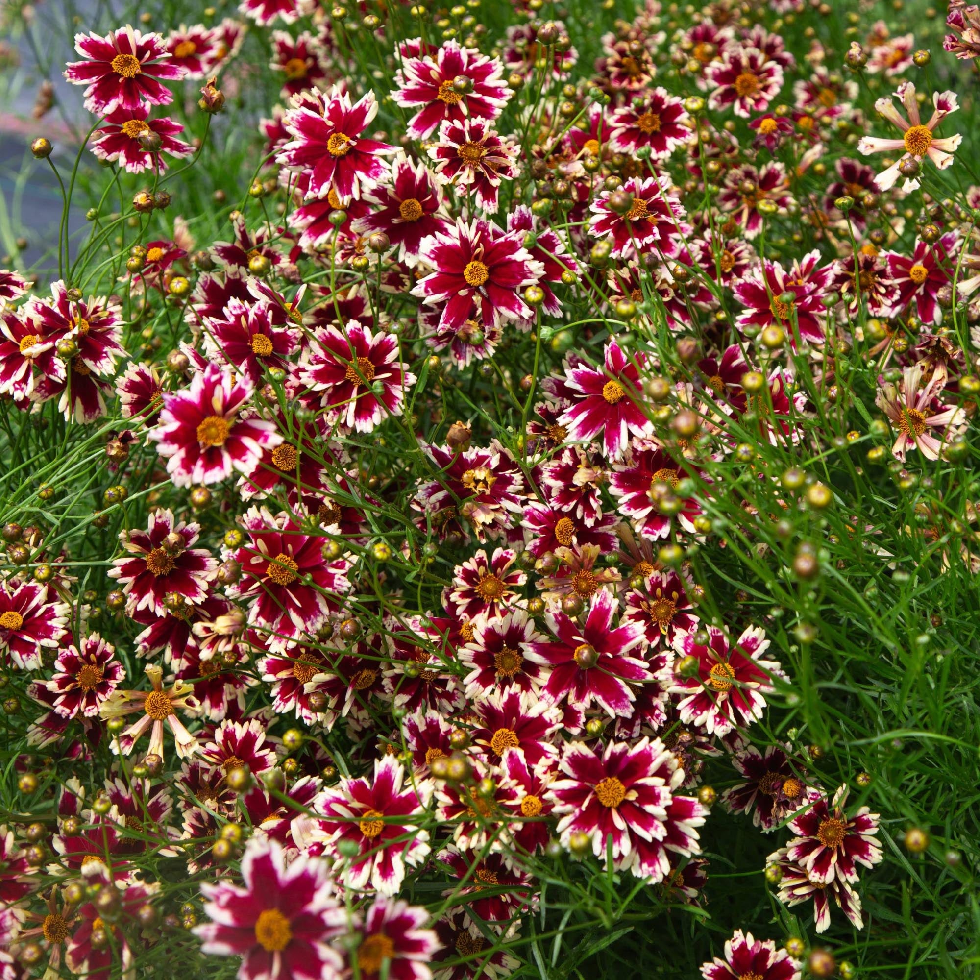 Coreopsis Ruby Frost