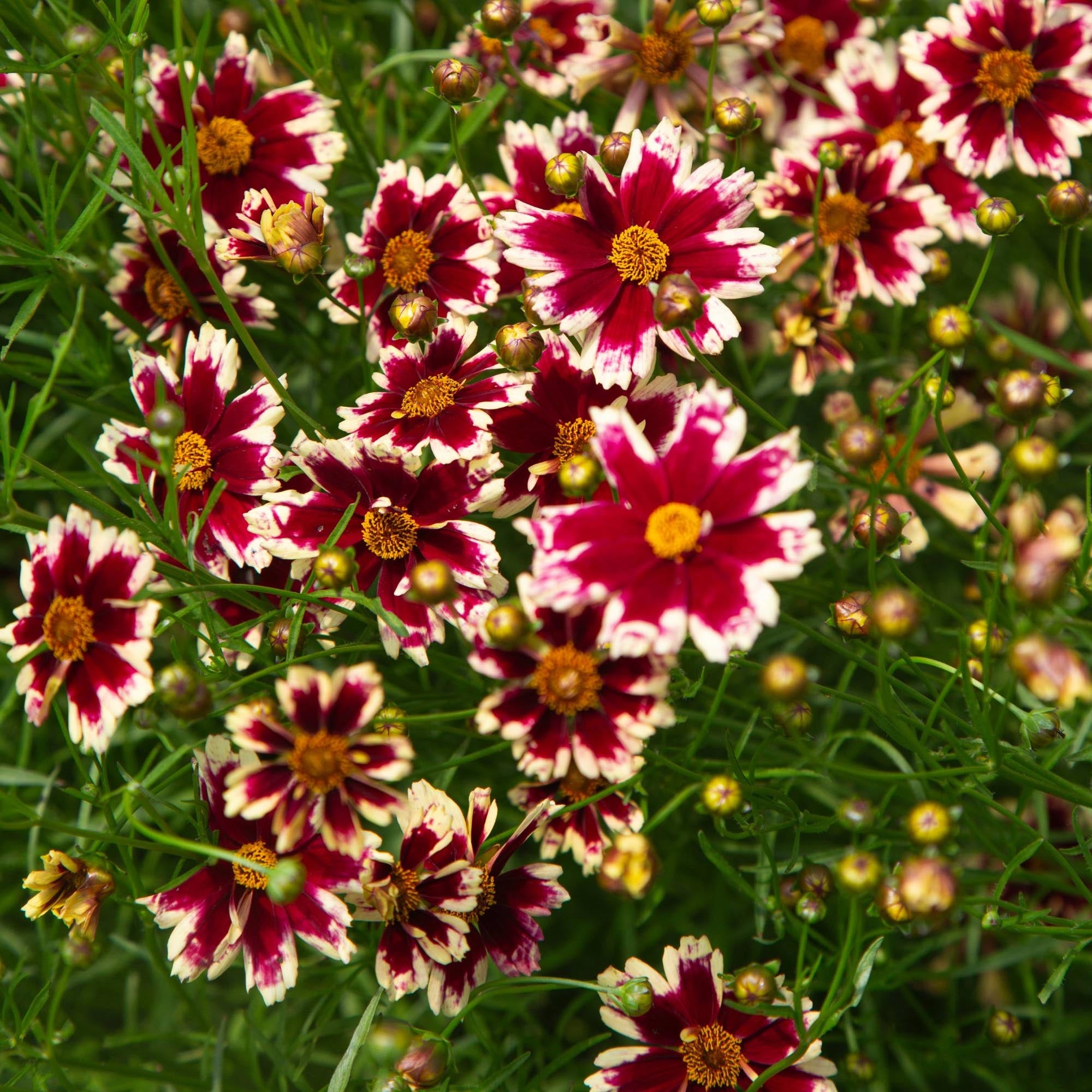 Coreopsis Ruby Frost
