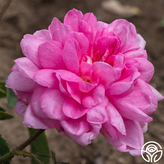 Cabbage Rose